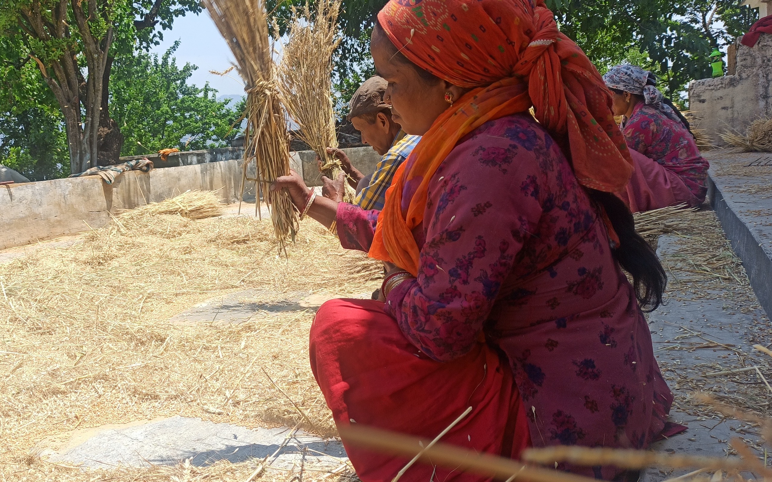 A woman threshing wheat