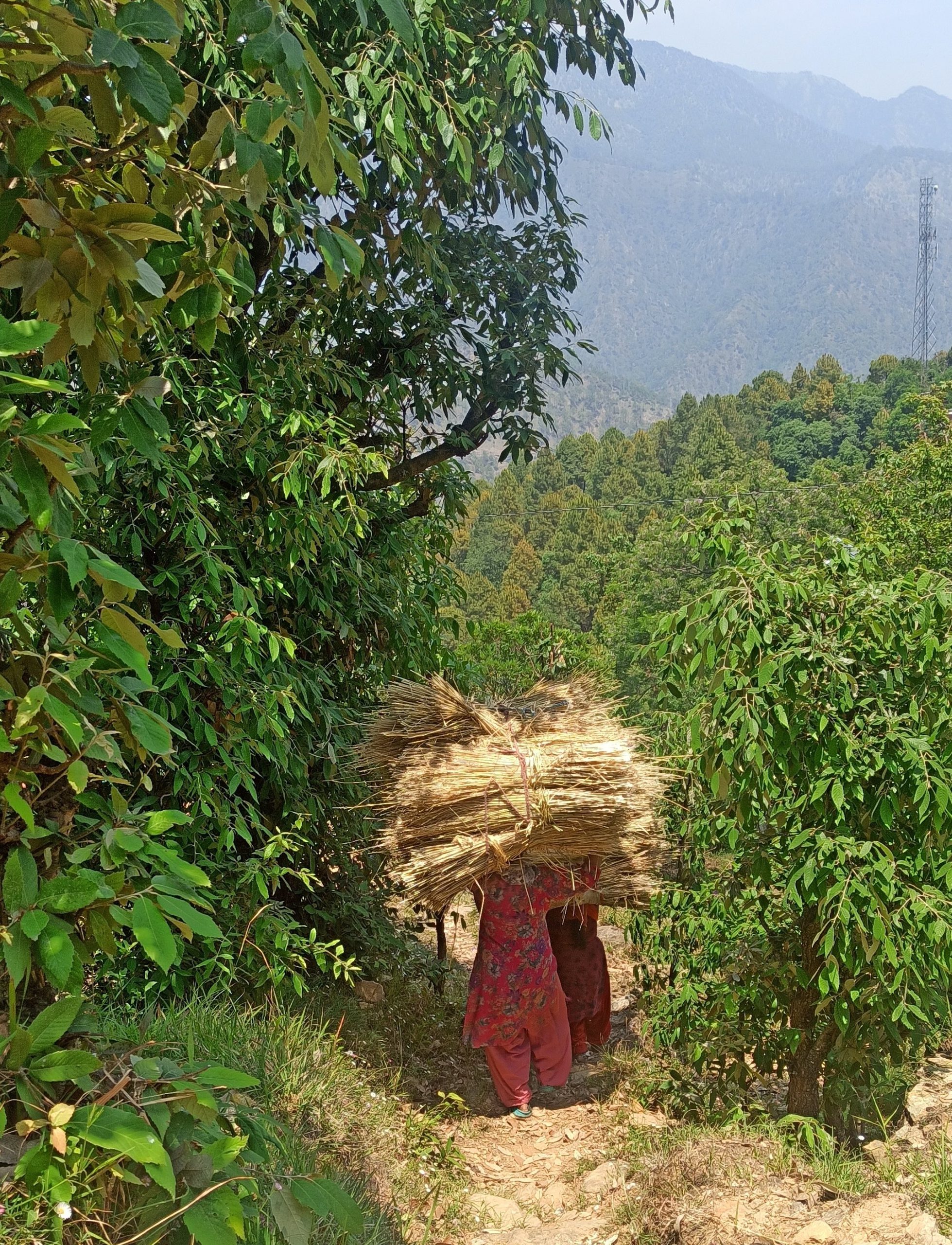 Prema Devi and Neema Devi heading back to their homes with hay they
collected for their cattle (Image: Swati Thapa)