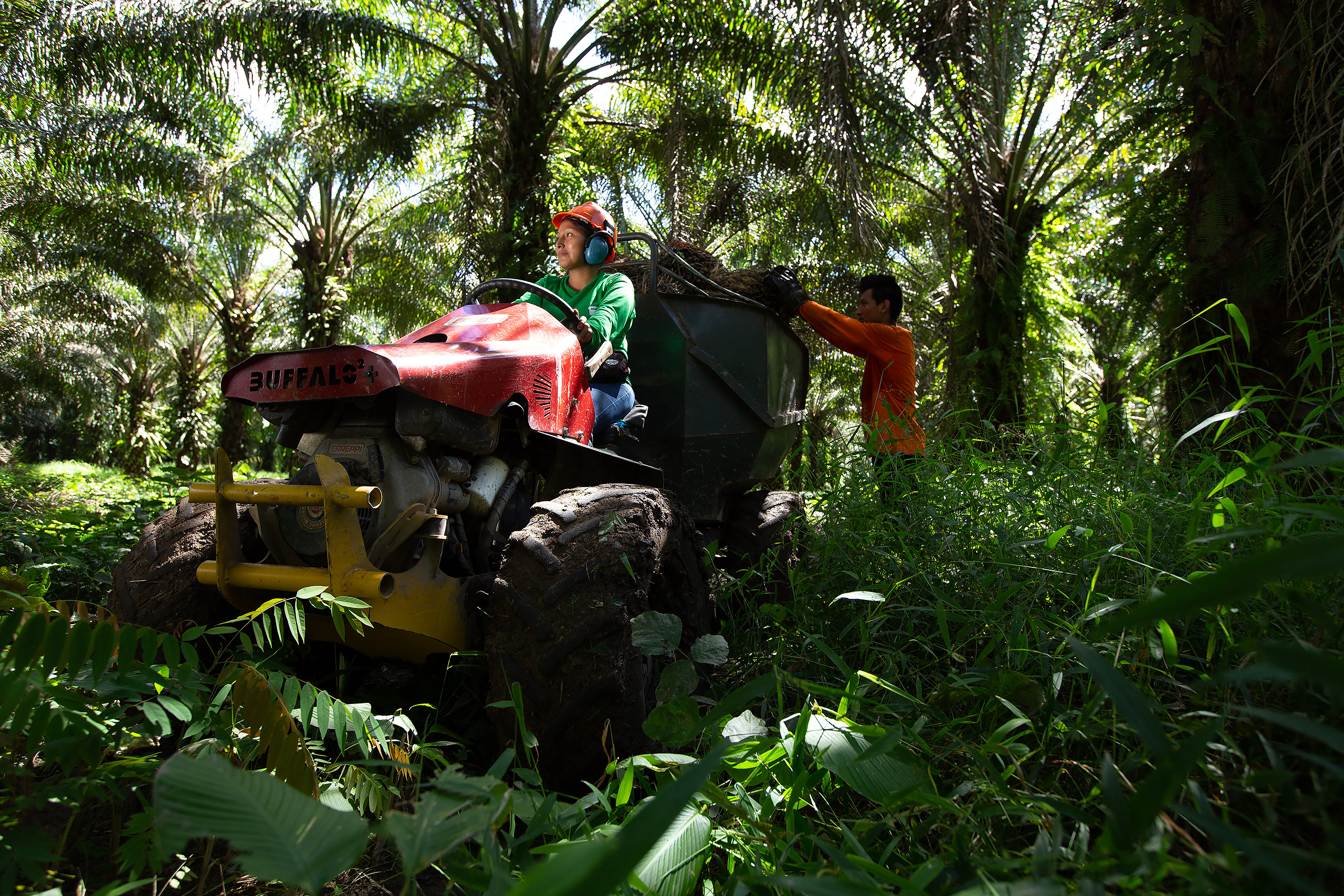 workers harvesting oil palm fruit