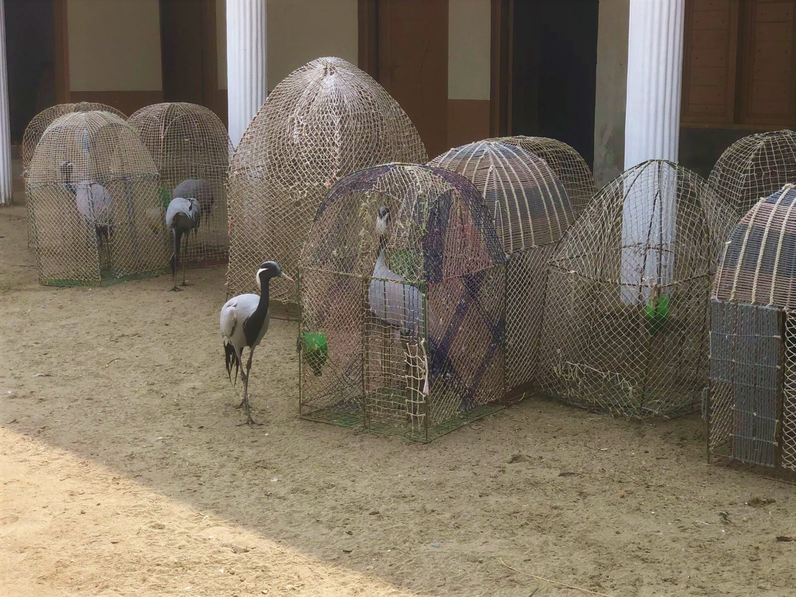cranes in small cages