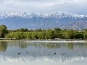 decoy ducks on a pond beneath snow capped mountains