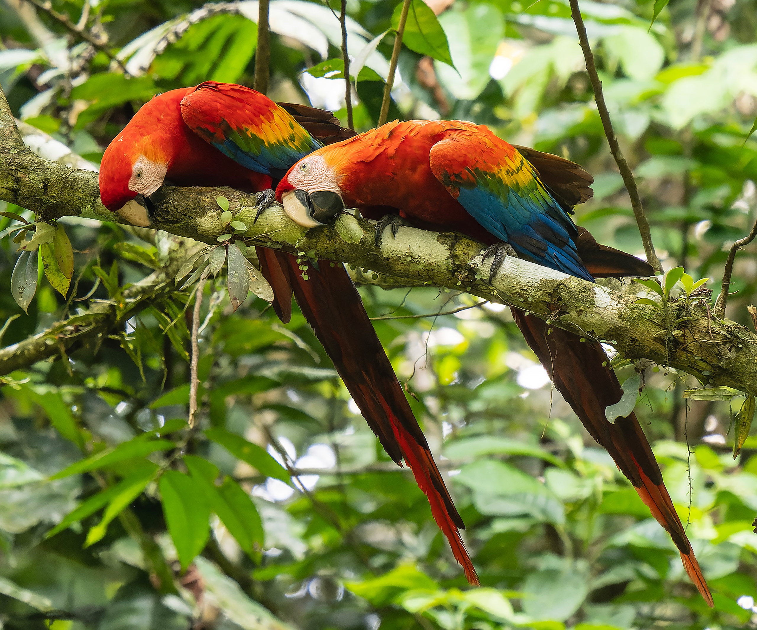 pair of scarlet macaws on branch