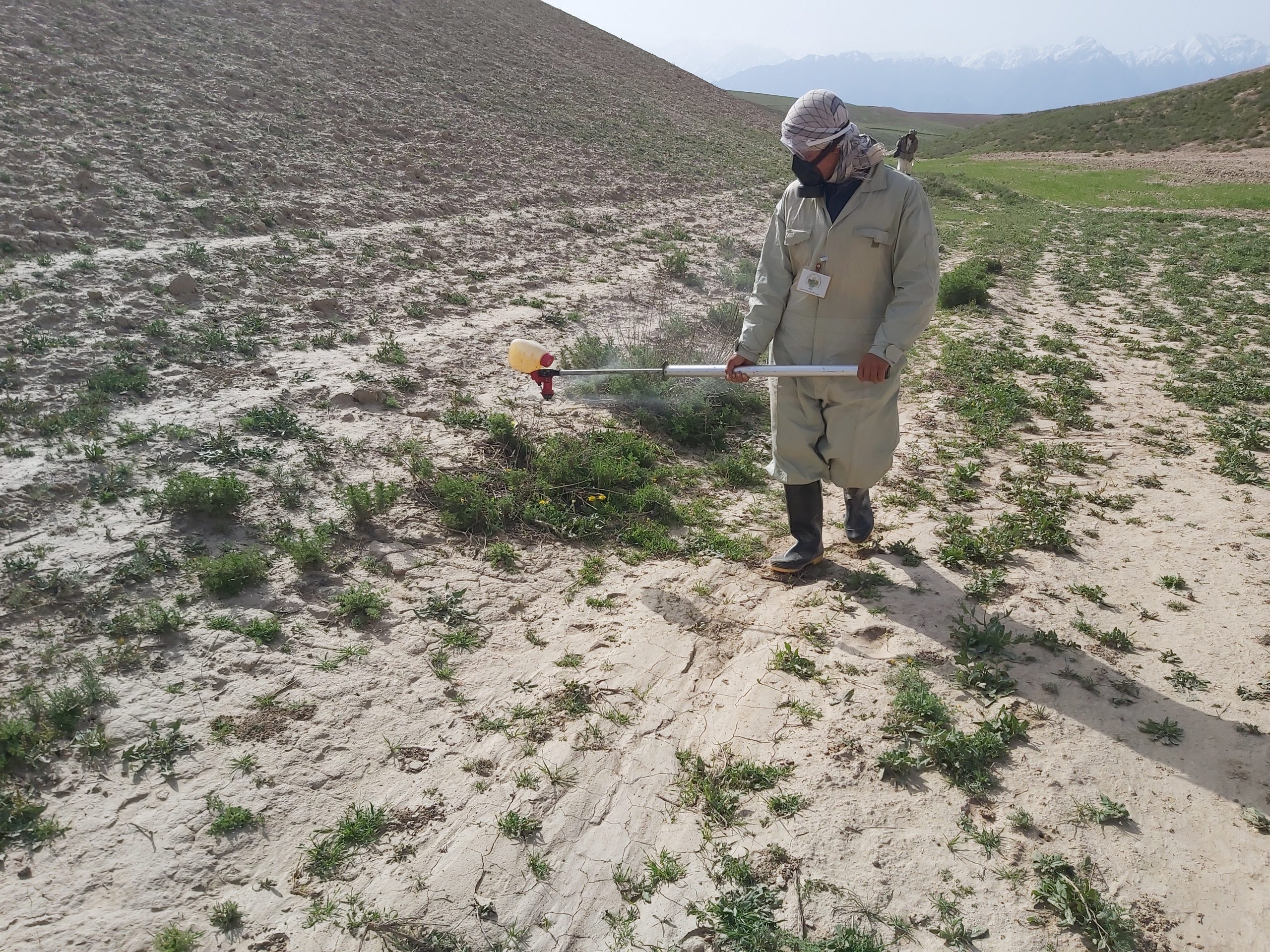 man spraying insecticide on field