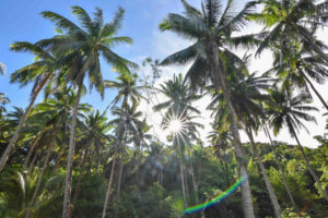 <p>Coconut palms still flourish along the Agos River in Quezon province, a centre of coconut production in the Philippines. But the future of the industry is now at risk due to competition from imported palm oil and market instability. (Image: Jervis Gonzales)</p>