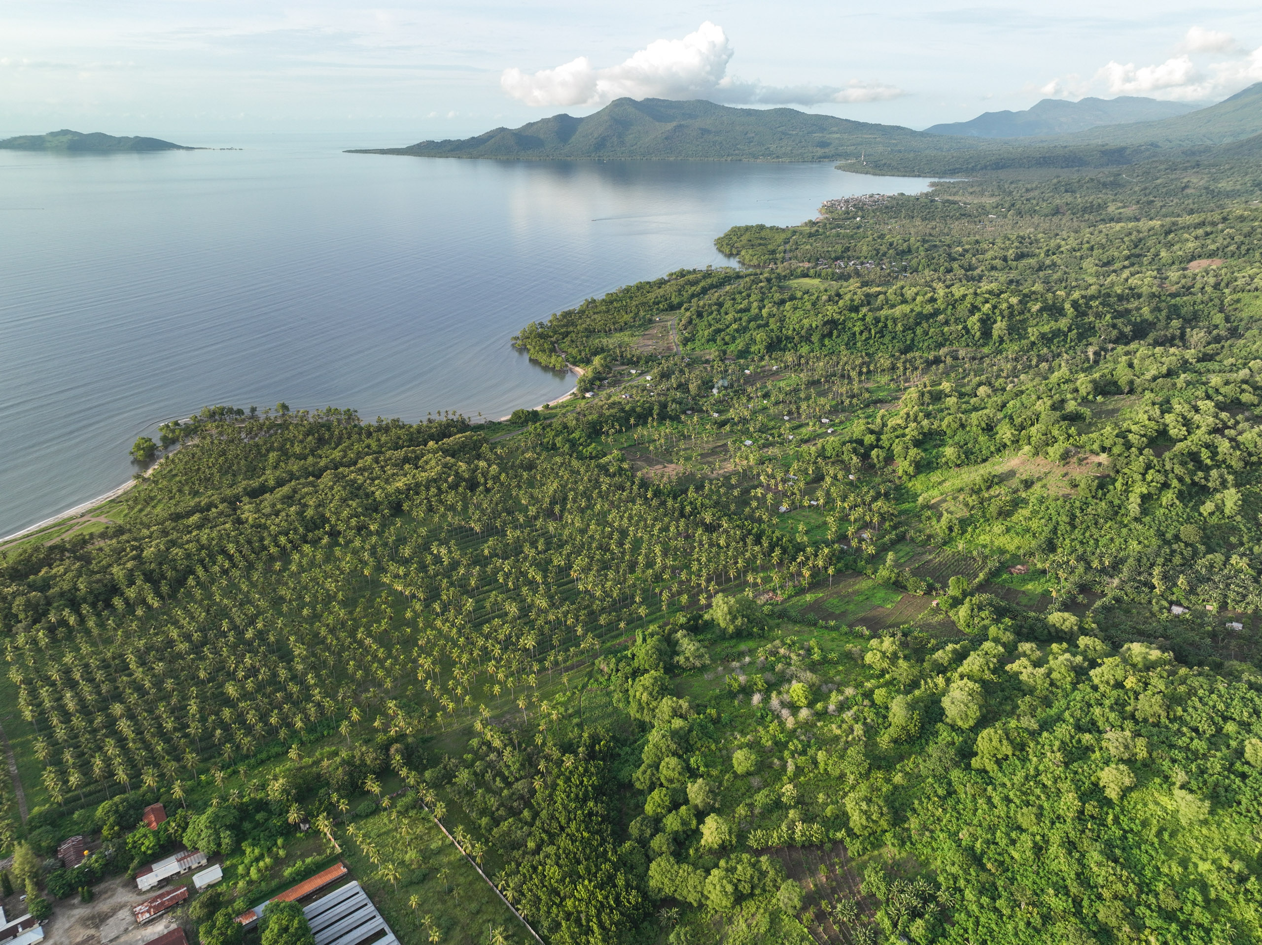 aerial view of rows of coconut trees planted near water body