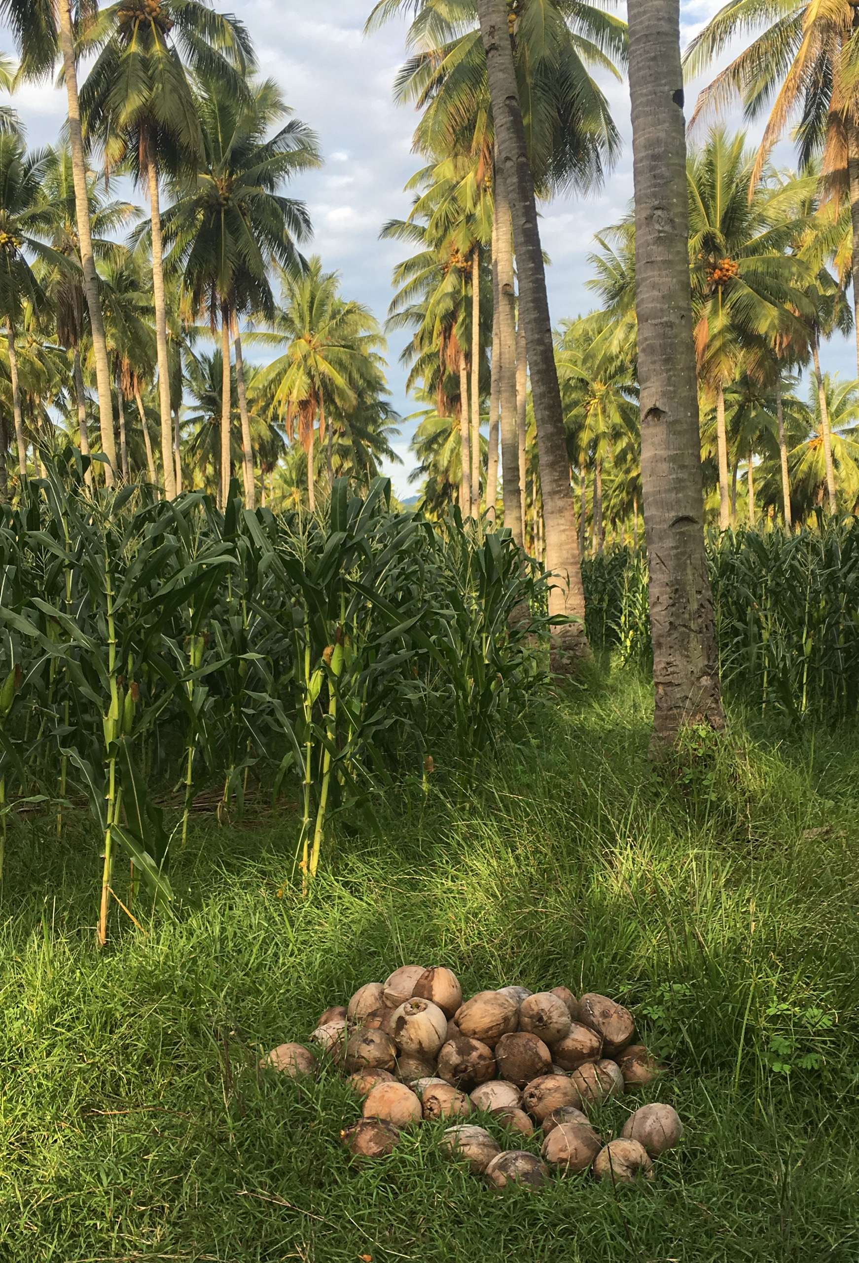 pile of old coconuts at base of rows of coconut trees