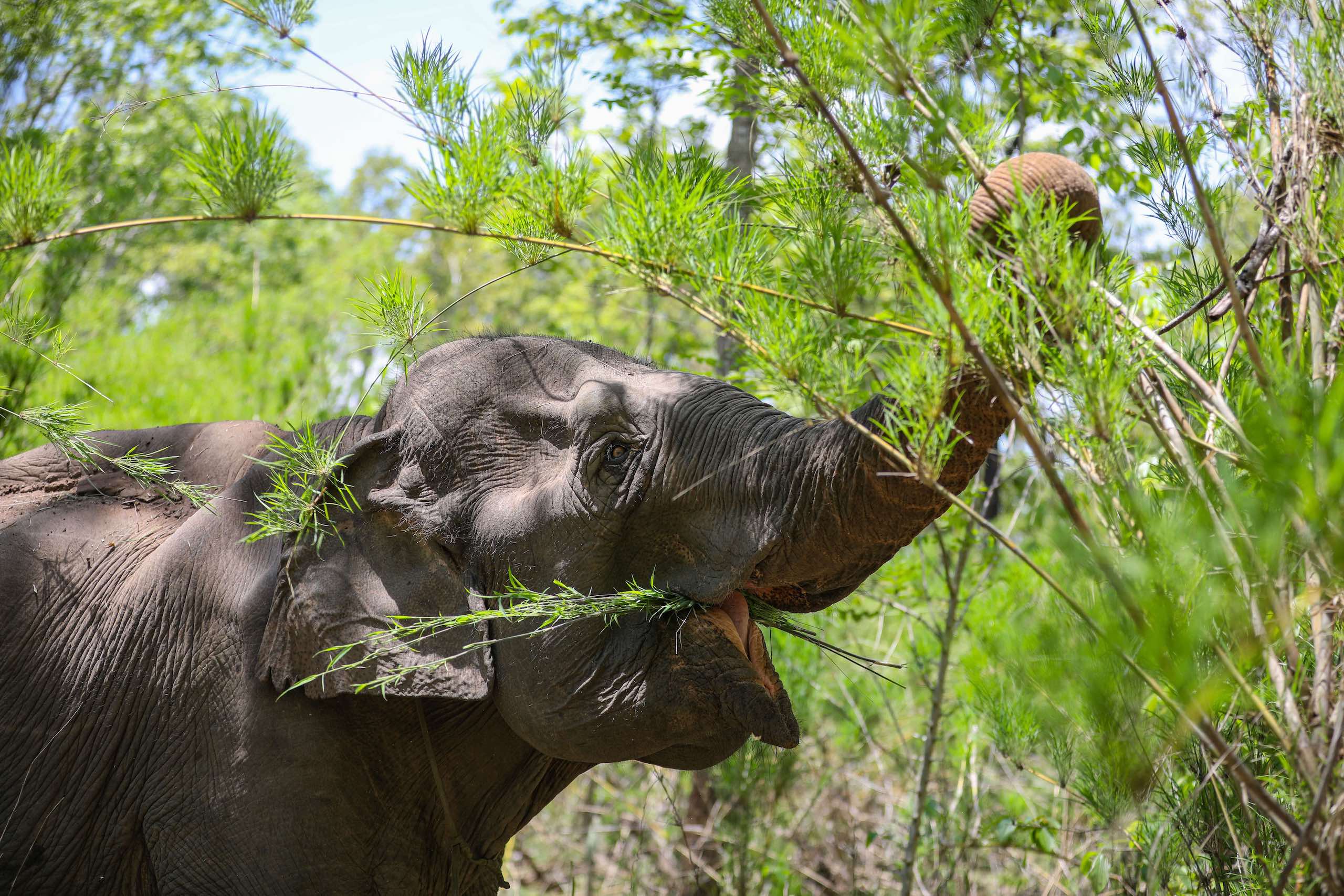 Asian elephant eating vegetation