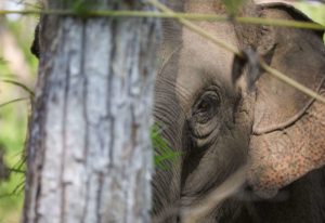 Zoomed-in shot of an Asian elephant, face partially obscured by a tree trunk, looks at the camera