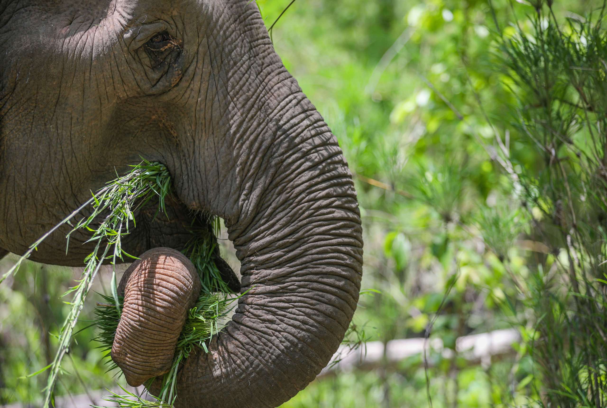 An Asian elephant feeding on vegetation, curled trunk in focus