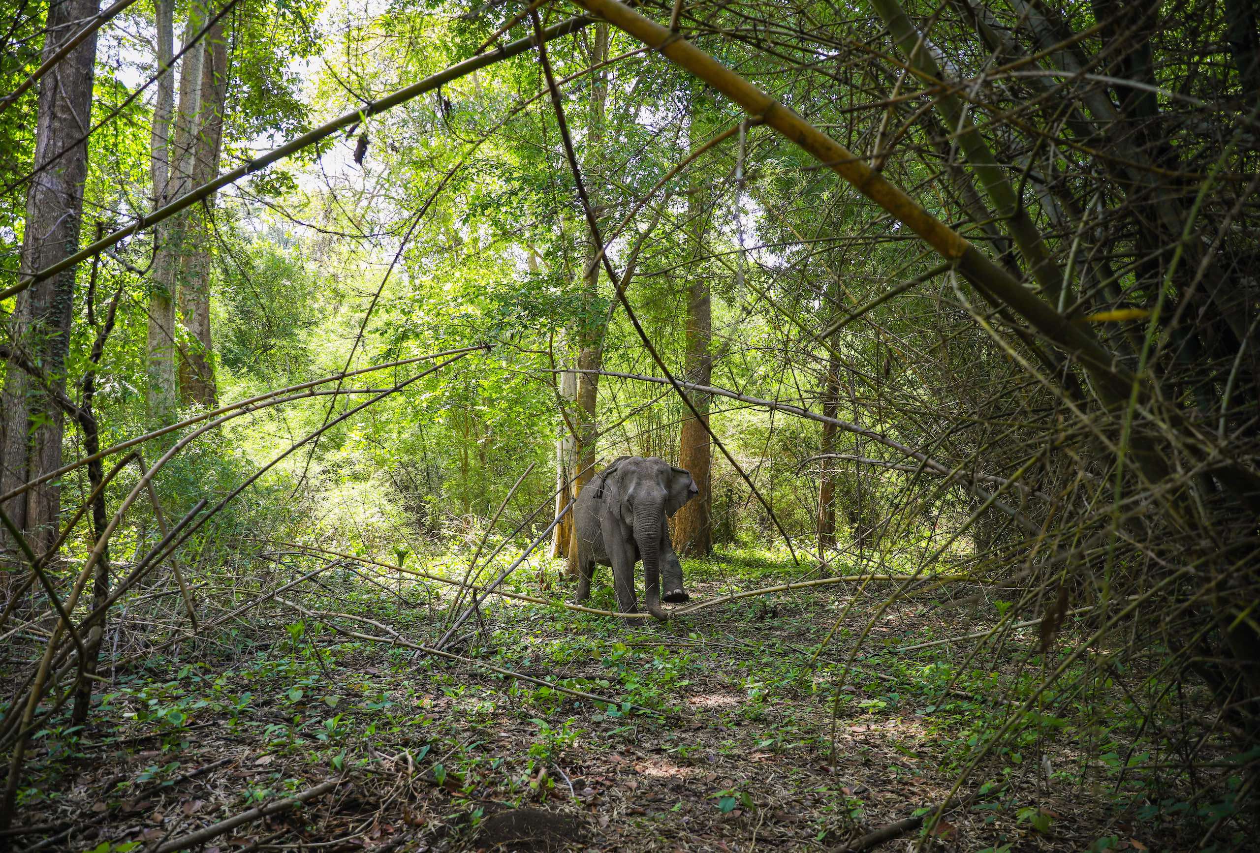 Asian elephant in a forest, Vietnam