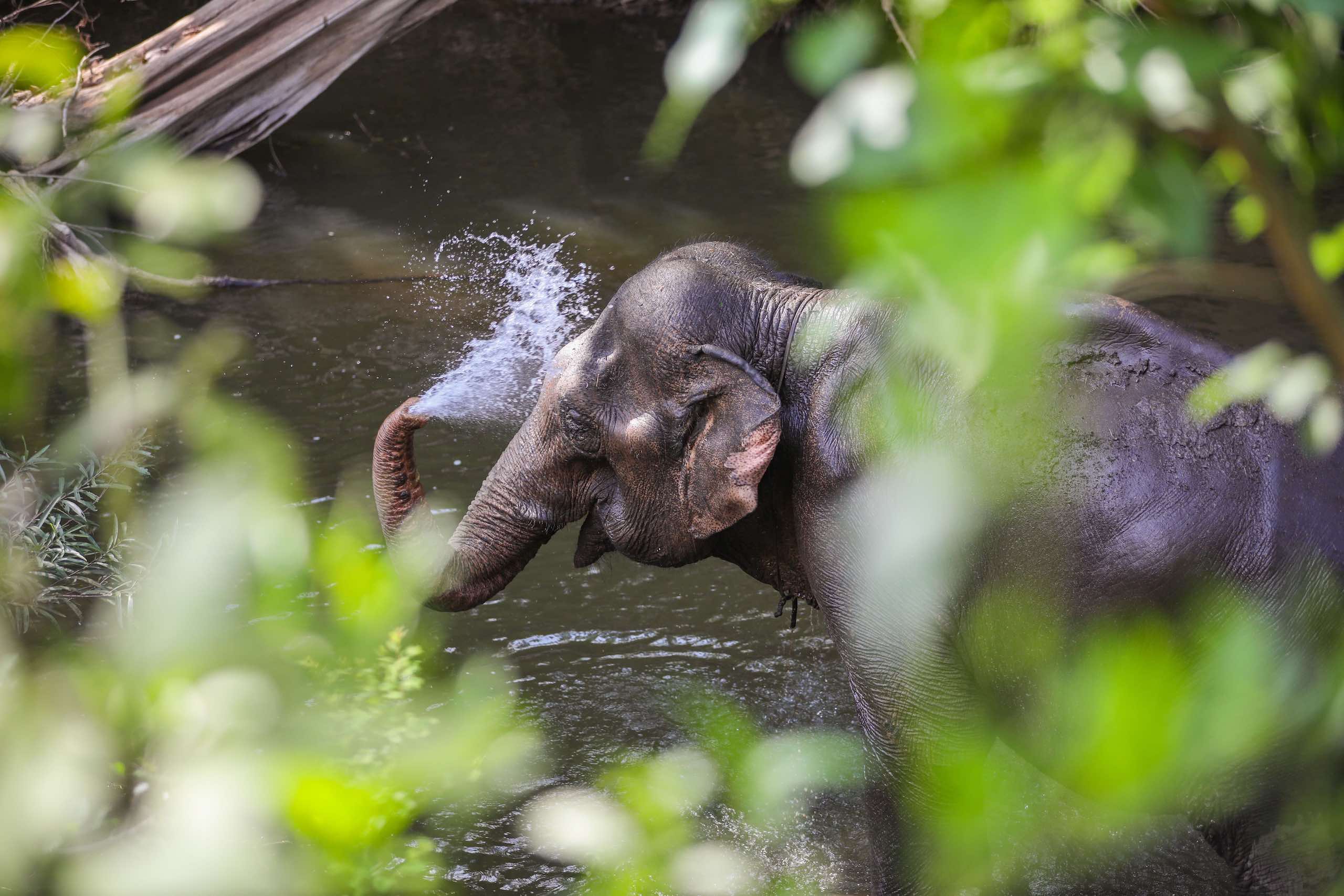 An Asian elephant takes a bath in Vietnam’s Yok Don National Park