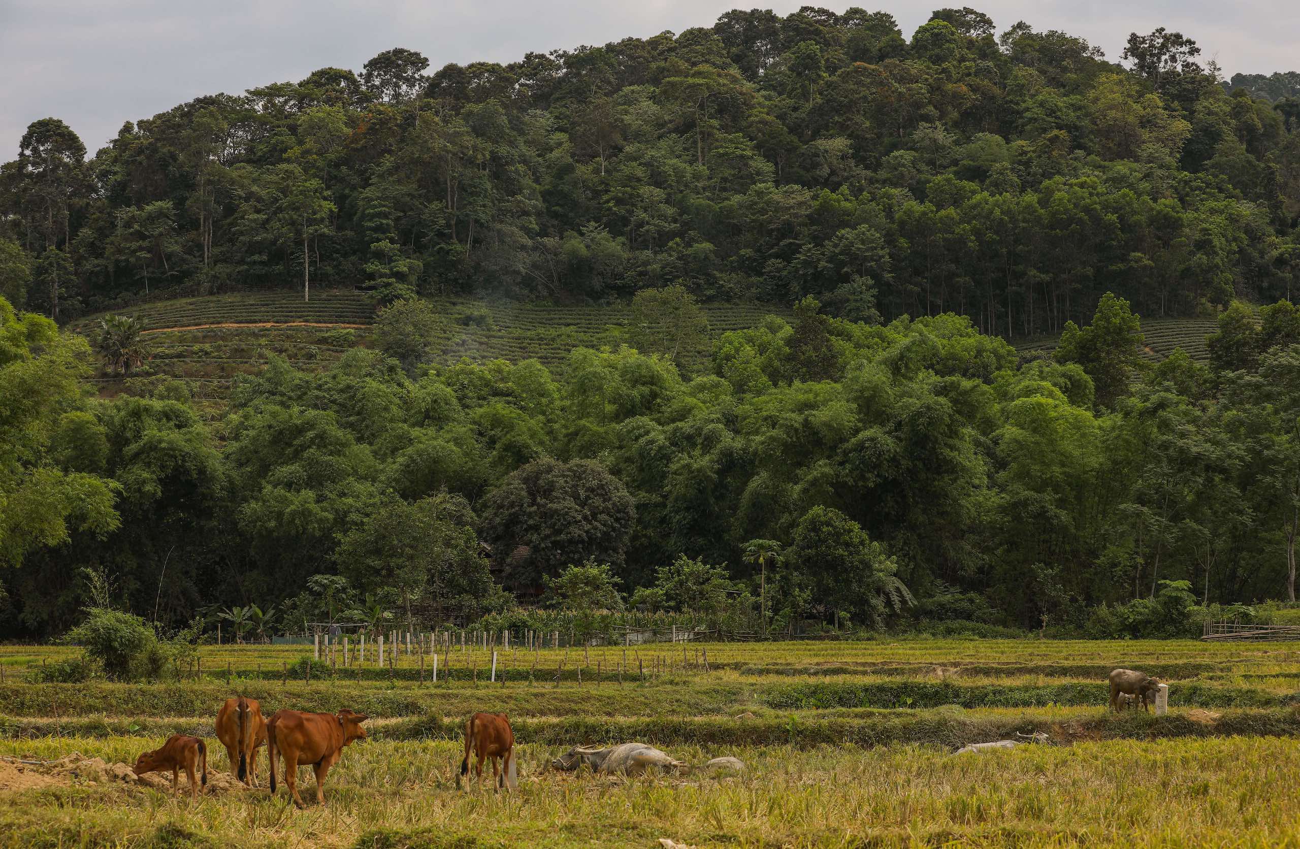 Forested hill behind a field of cattle