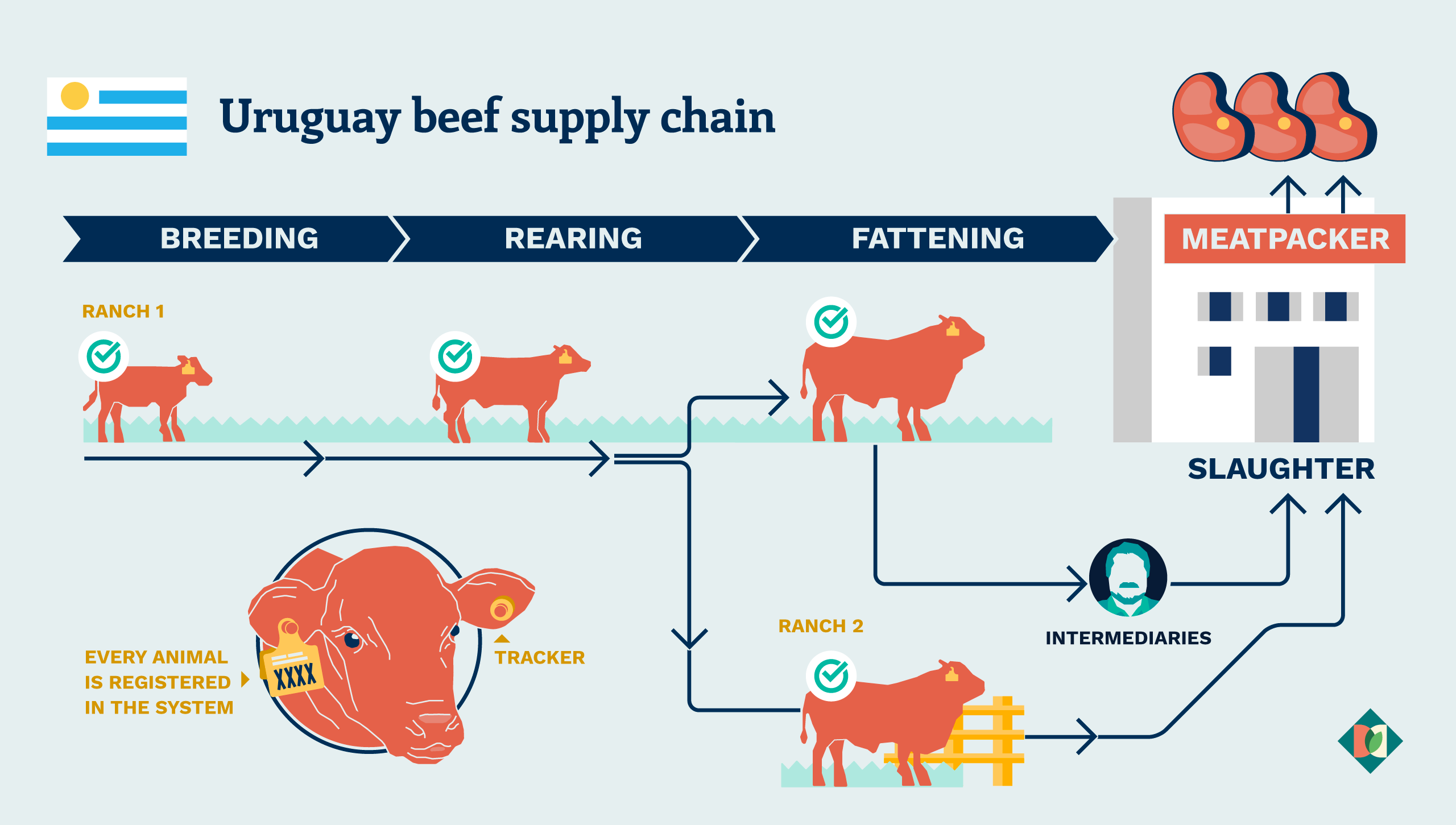 Orange graphics of cows at different stages of growth, under the headings: Breeding, Rearing, Fattening, Slaughter and Meatpacker