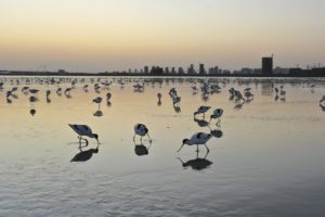 <p>Pied avocets forage in the Haizhou Bay mudflats, a stopover for migratory birds that was damaged in 2021 by developers claiming to be doing “environmental restoration” work (Image: Alamy)</p>