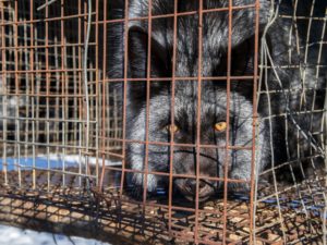 <p>A silver fox at a farm in Heilongjiang, north-east China, that raises foxes and racoons for their fur (Image: Hemis / Alamy)</p>