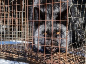 A fox in cage in a foxes and raccoons farm in Heilongjiang, China
