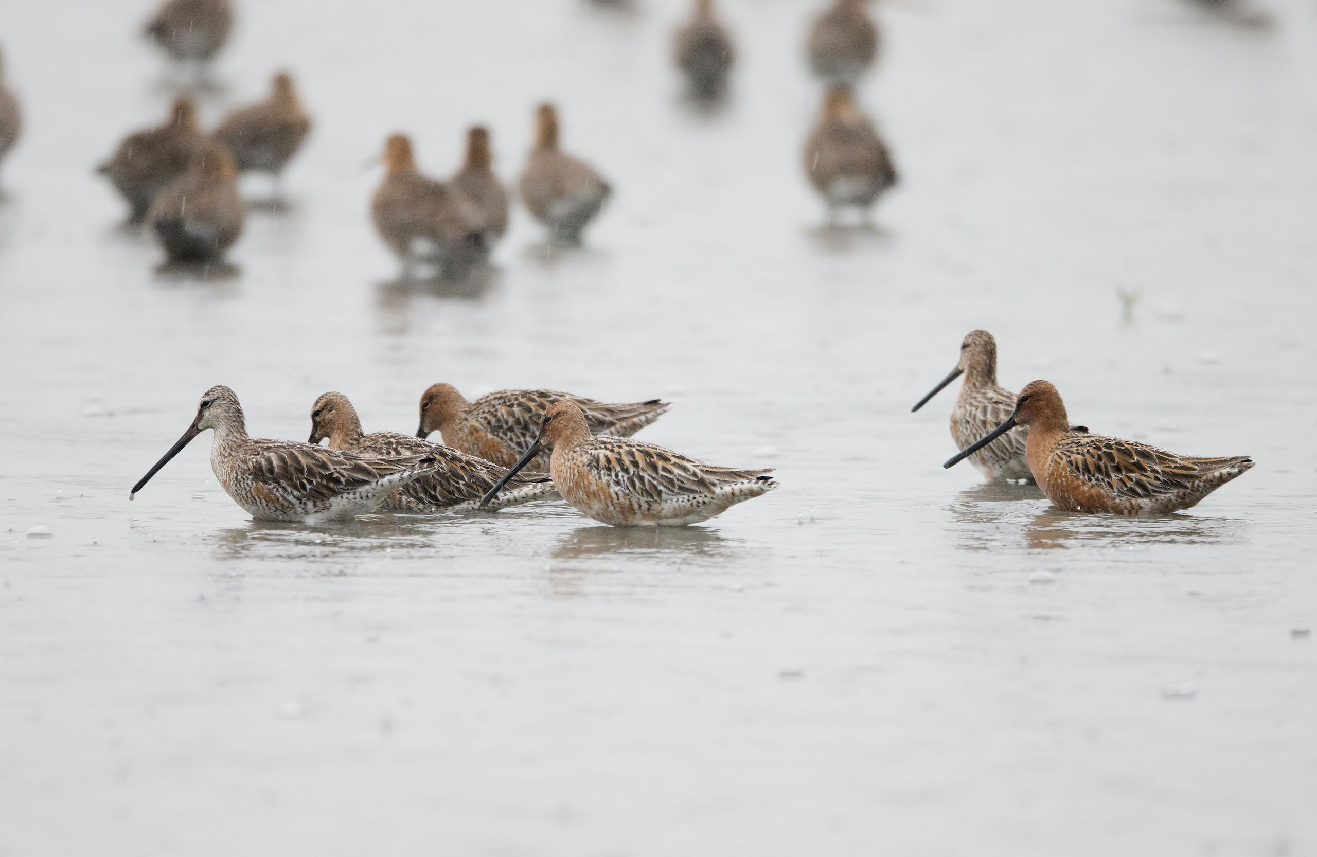 A folk of Asian Dowitcher in the water
