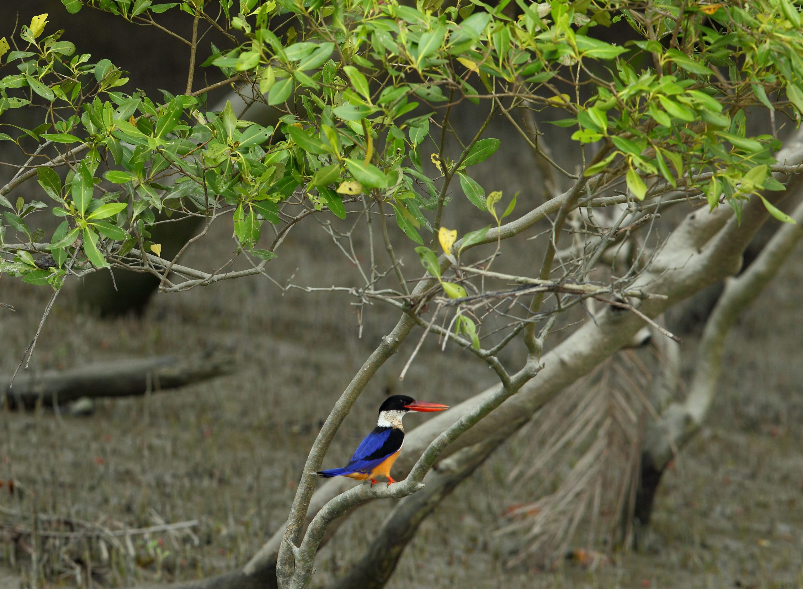 Black Capped Kingfisher perched on thin tree branch, such fauna are not the focus of Project Tiger