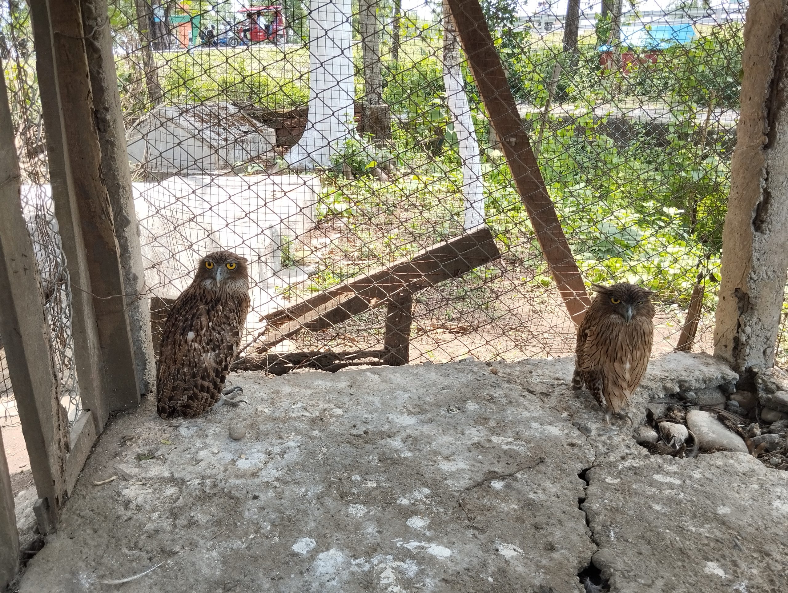 two brown owls on concrete slab in small enclosed area
