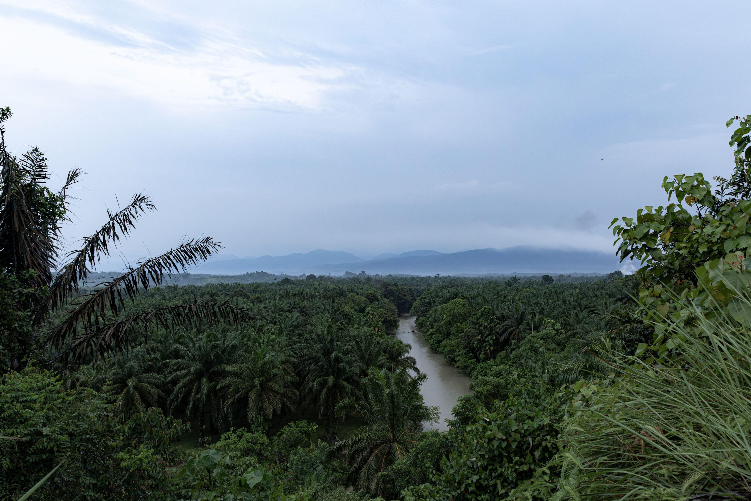 <p>印度尼西亚北苏门答腊的一座油棕种植园，背景是勒塞尔火山国家公园（Gunung Leuser National Park）。图片来源：Adithio Noviello / Alamy</p>