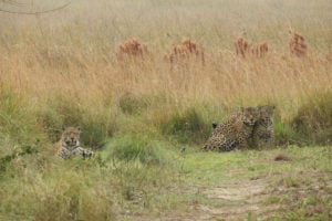 <p>Mariua, una hembra de jaguar (izquierda) y sus dos cachorros (derecha), en el Parque Nacional Iberá, en la provincia de Corrientes, Argentina. La reintroducción de jaguares en la zona comenzó en 2015 y ahora hay entre 16 y 21 ejemplares en libertad (Imagen: Magali Longo)</p>