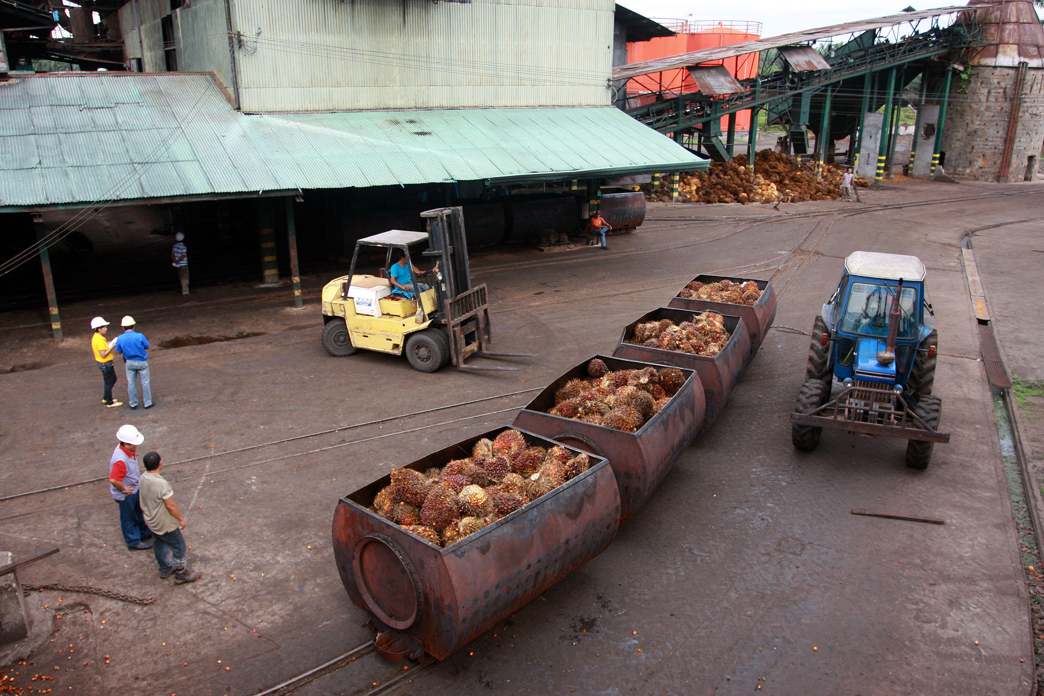large drums holding oil palm fruit