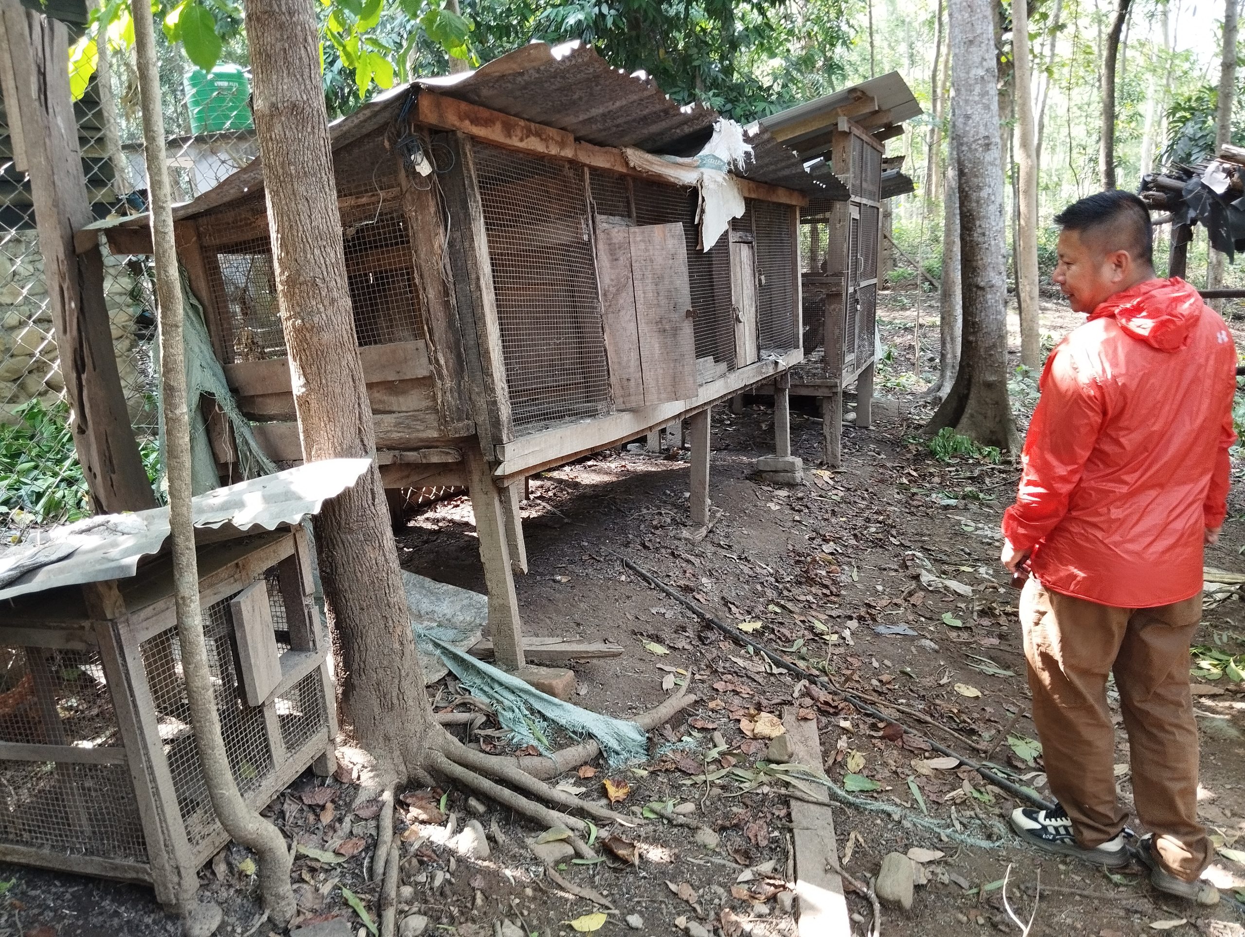man looking at wooden cages in forested area