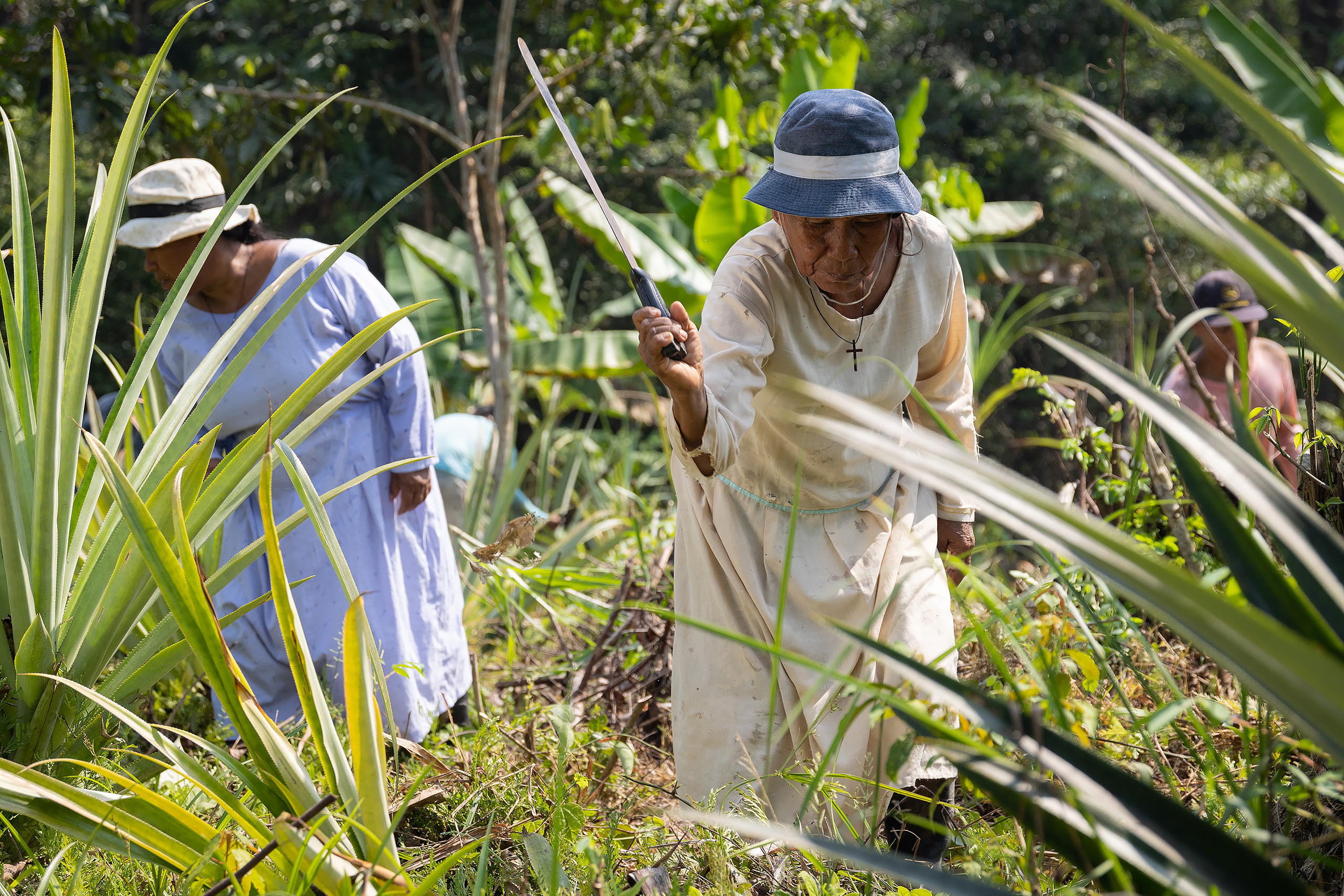 old women cutting plants with machetes