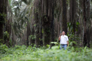 <p>Un trabajador supervisa palmas aceiteras en una plantación del Grupo Palmas en el centro de Perú. La empresa está trabajando para obtener la certificación RSPO desde 2016 (Imagen: Grupo Palmas)</p>