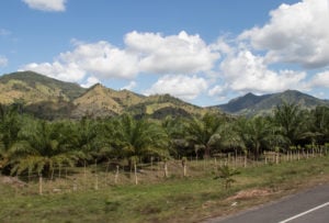 A row of oil palm trees in front of mountains and blue sky
