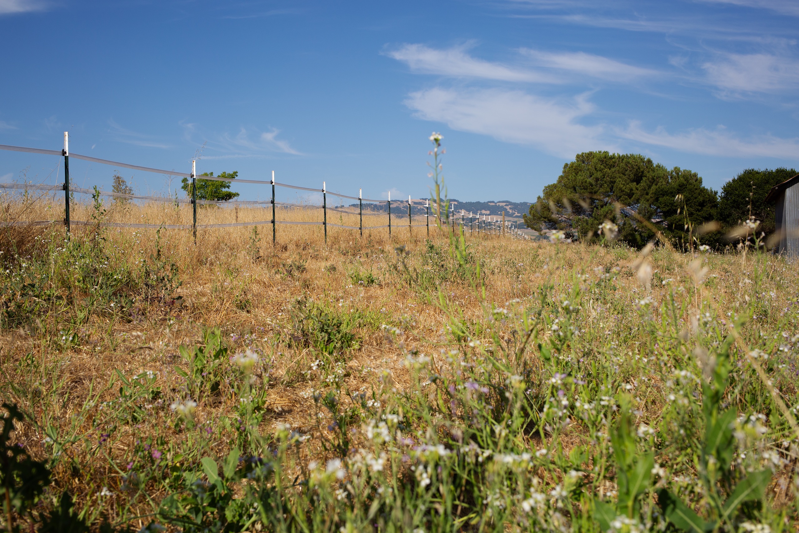 field of dry grass with green shoots in foreground