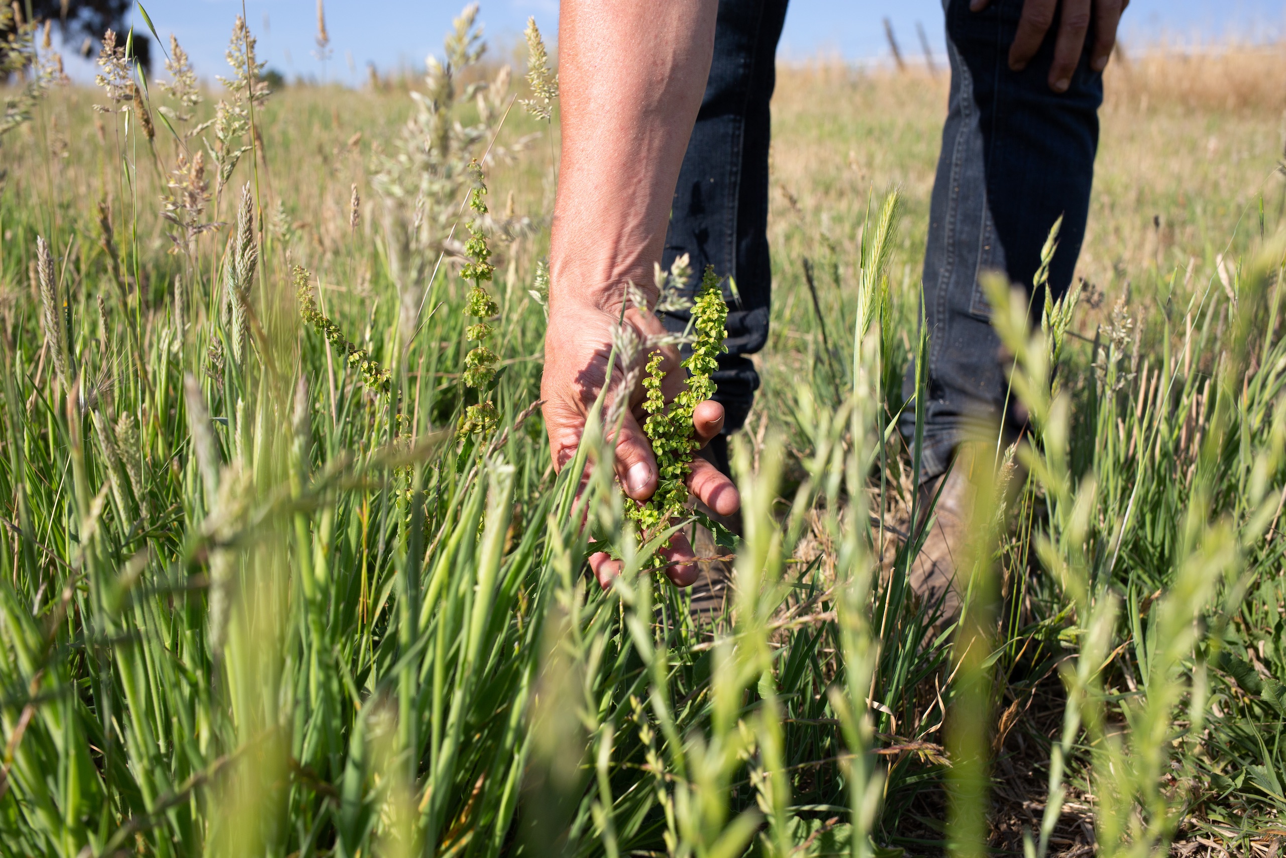 close up of a person's hand holding a plant shoot in a grassy field
