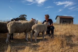 woman crouching to look at sheep in dry grassy field