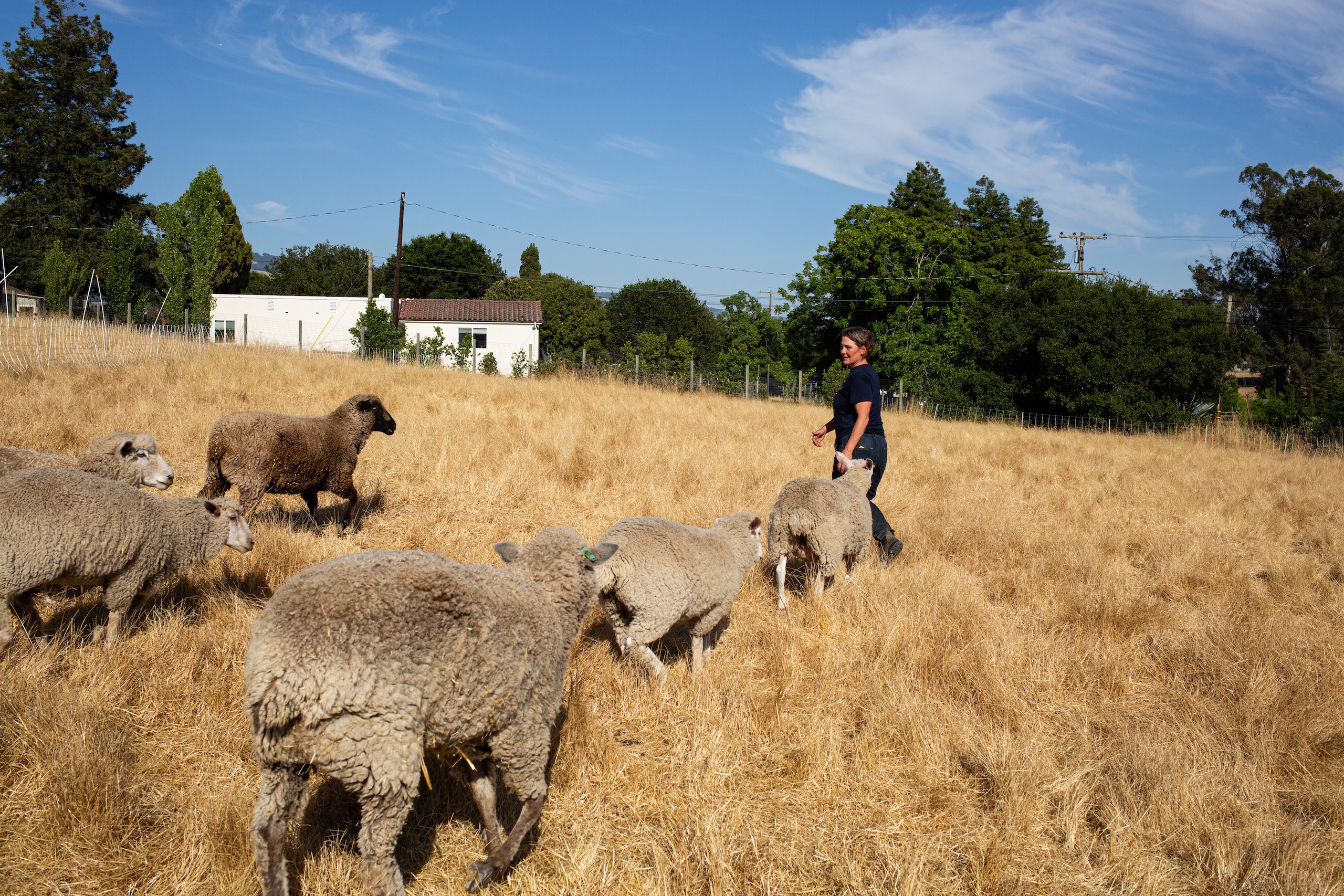 flock of sheep running across a field toward woman