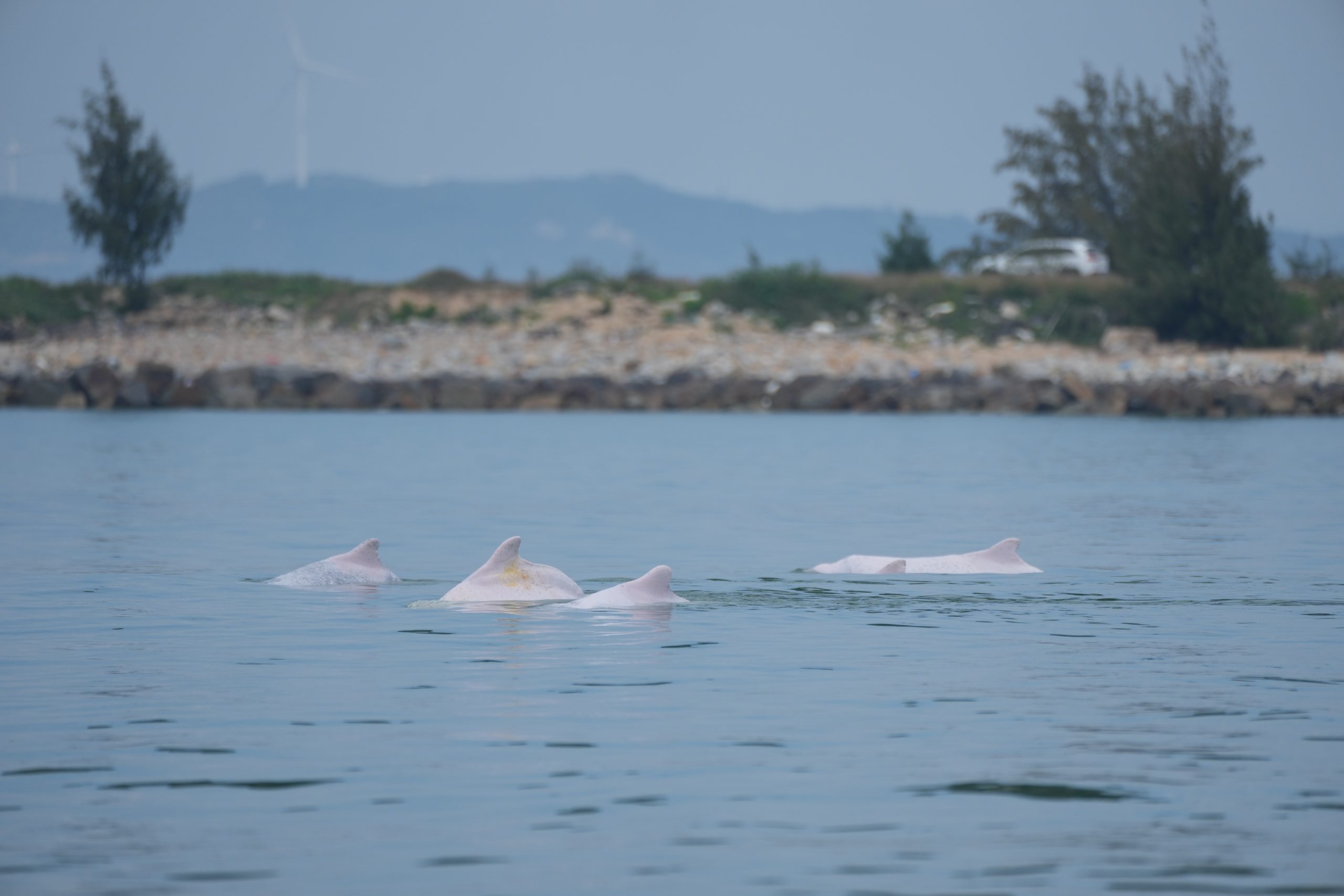 dolphins in water with shoreline in background