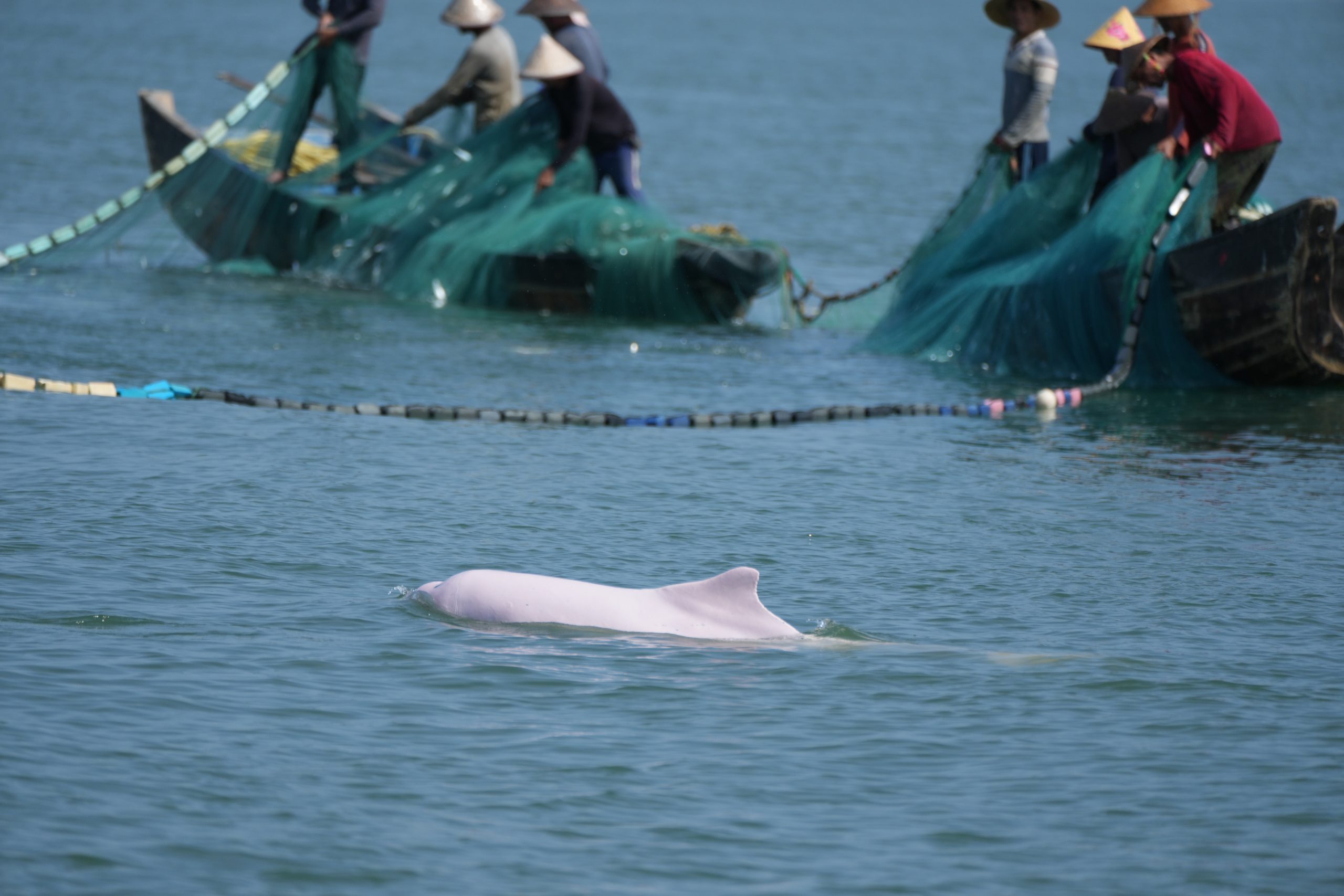 <p>Chinese white dolphins live near the shore and are vulnerable to human activities (Image: Zheng Ruiqiang)</p>