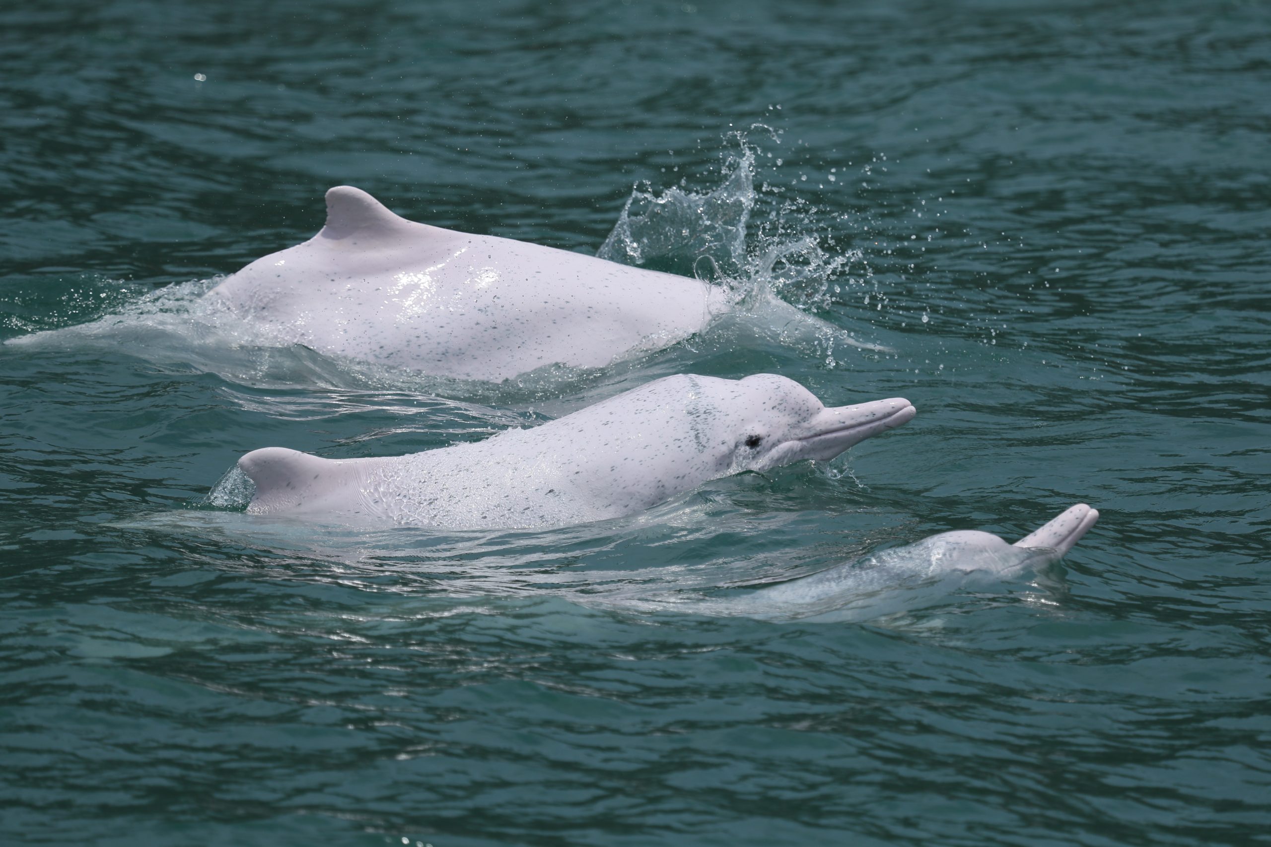 three white dolphins swimming