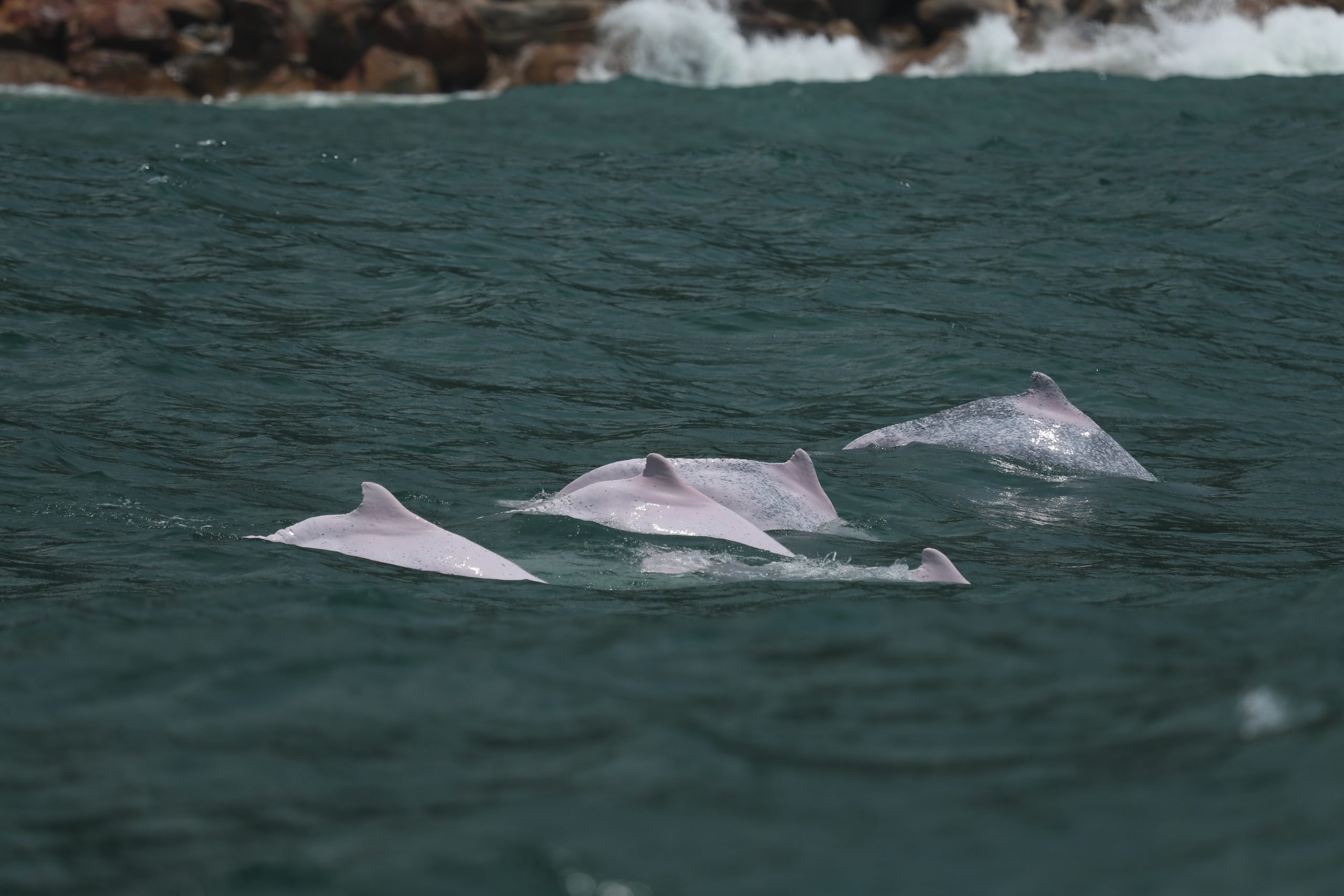 white dolphins in dark water