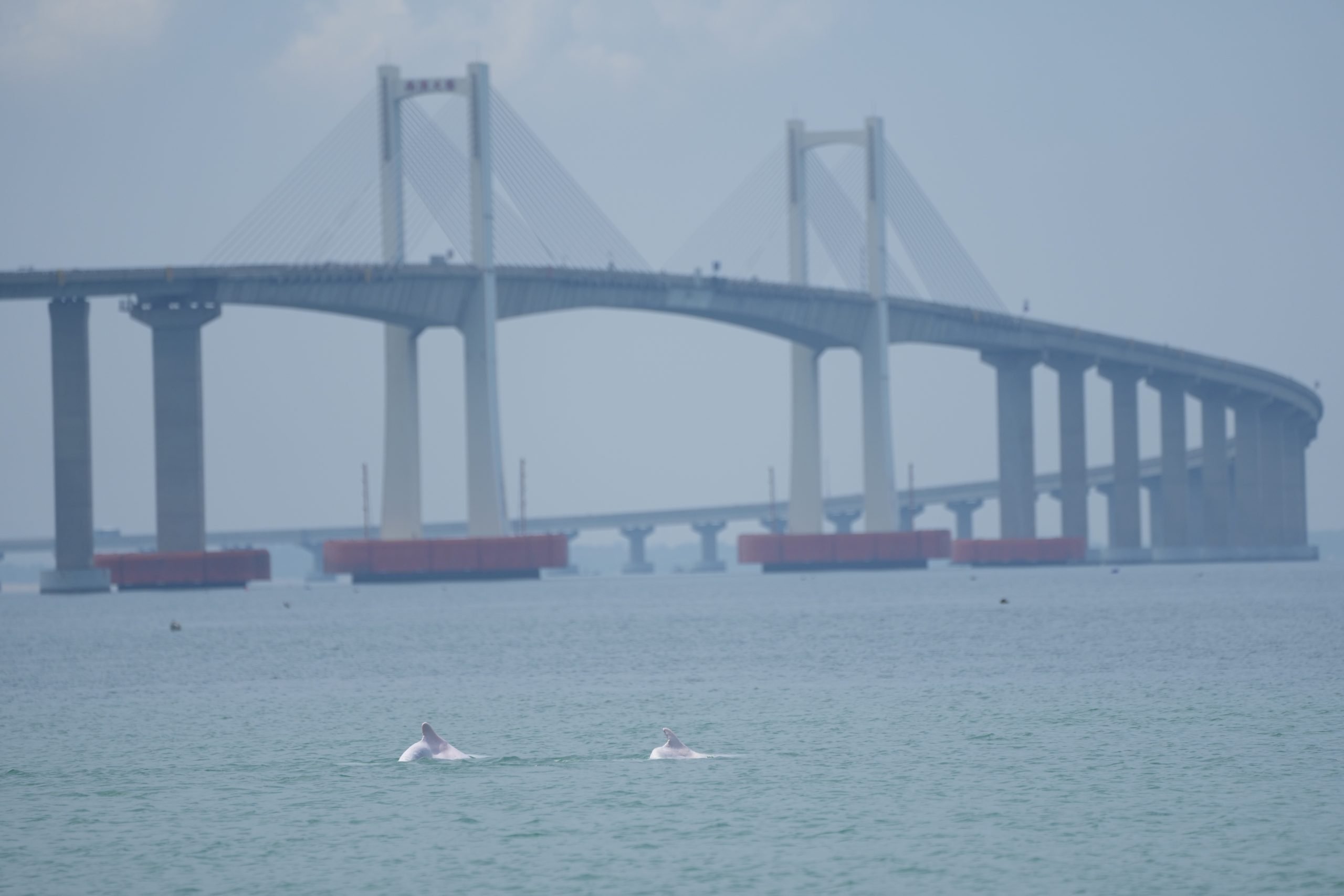 white dolphins under Nan'ao Bridge