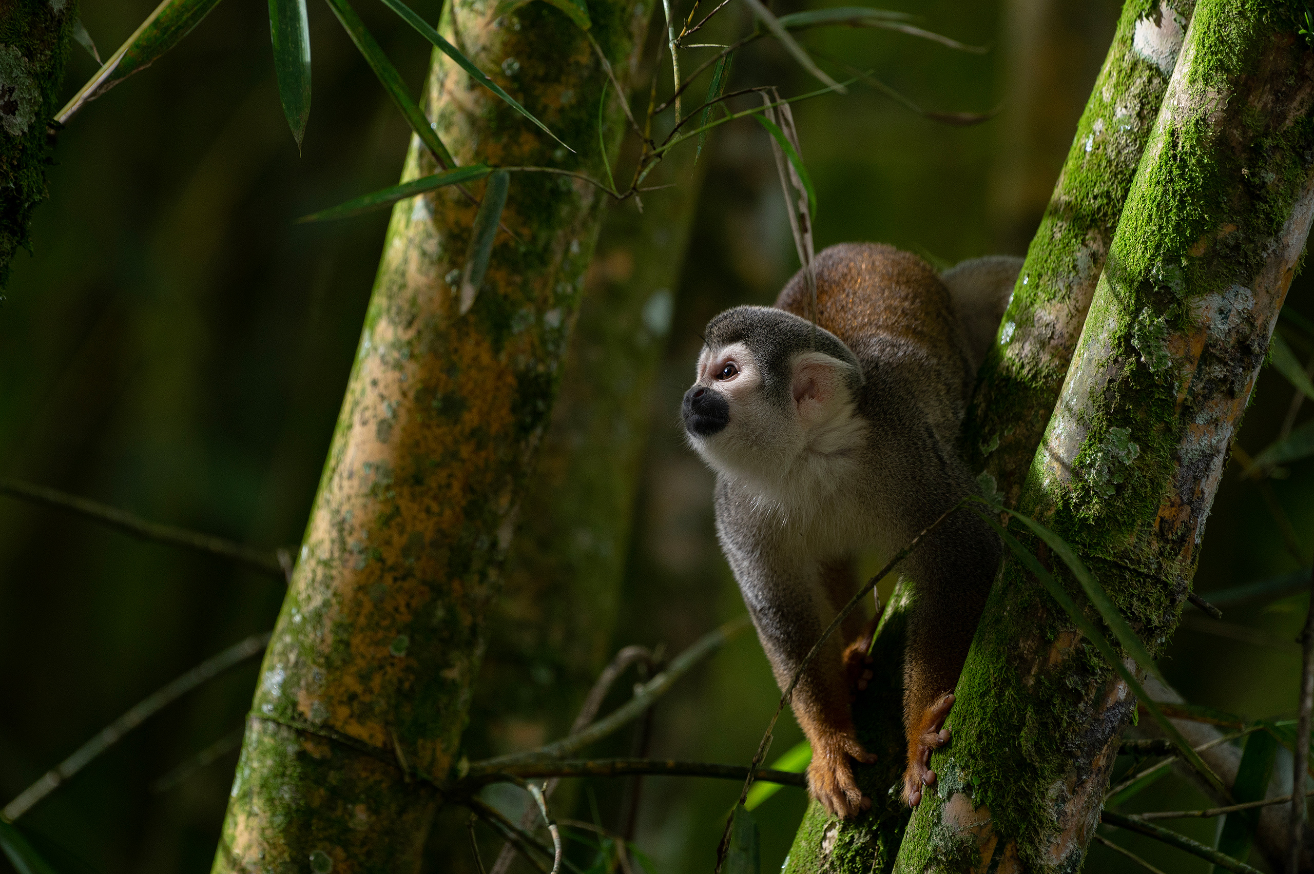 <p>Macaco-de-cheiro na reserva da biosfera do Yasuní, no Equador, um dos lugares mais biodiversos do planeta. Um referendo no próximo domingo, dia 20 de agosto, decidirá se a exploração de petróleo em Yasuní será proibida (Imagem: Flor Ruiz / Diálogo Chino)</p>