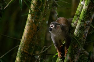 un mono ardilla entre árboles