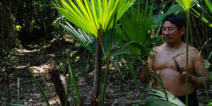 <p>Óscar Machoa is a healer in the Kichwa Indigenous community of San Carlos in Ecuador’s Orellana province. His community lives near one of the entrances to the Yasuní National Park and are concerned about its conservation. (Image: Flor Ruiz / Diálogo Chino)</p>