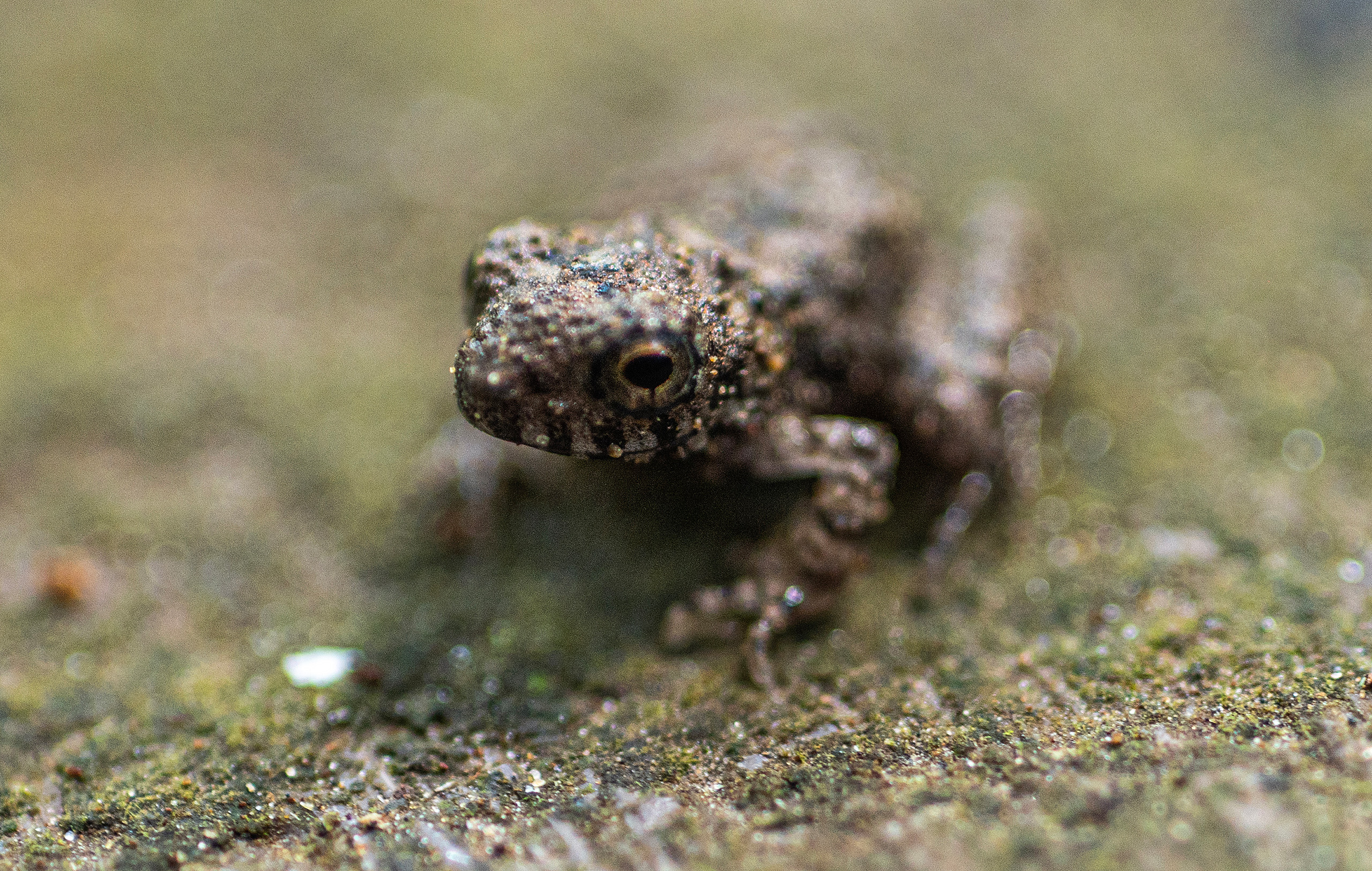 speckled grey Pristimantis mutabilis on rock