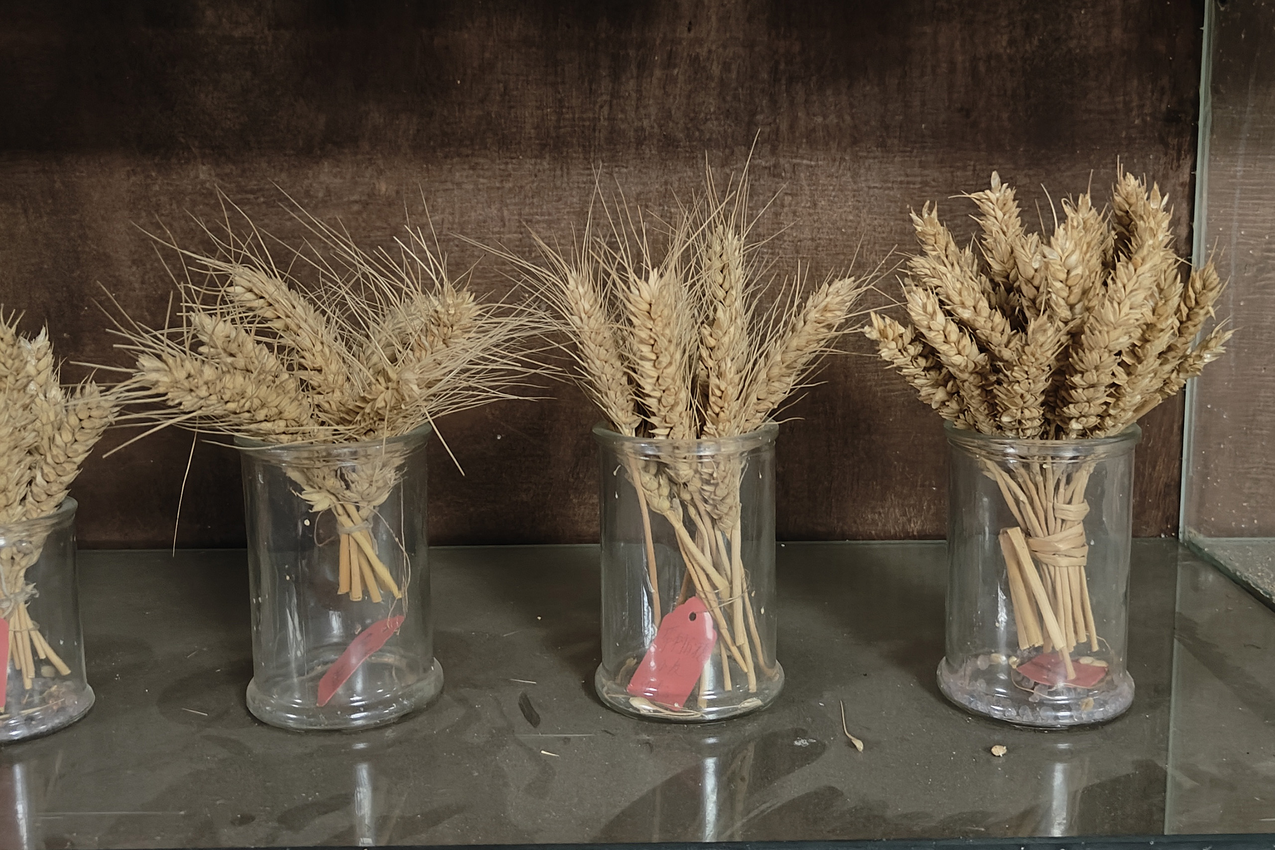 glass containers with wheat in them