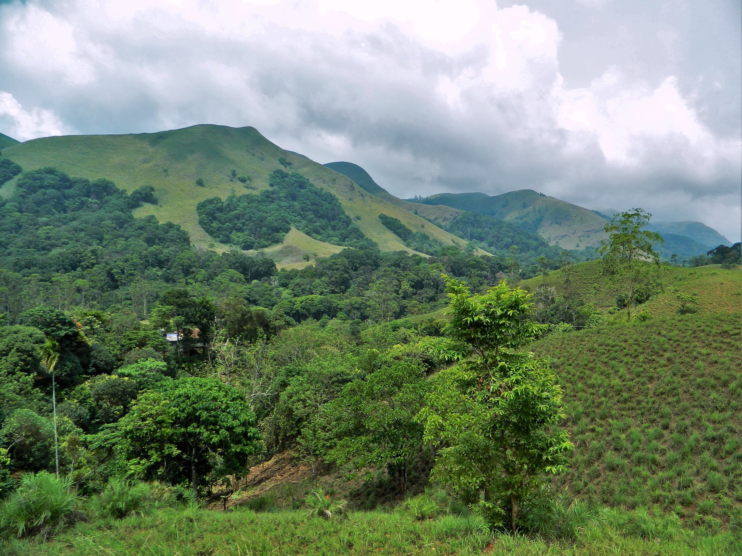 Mountains with trees and clouds