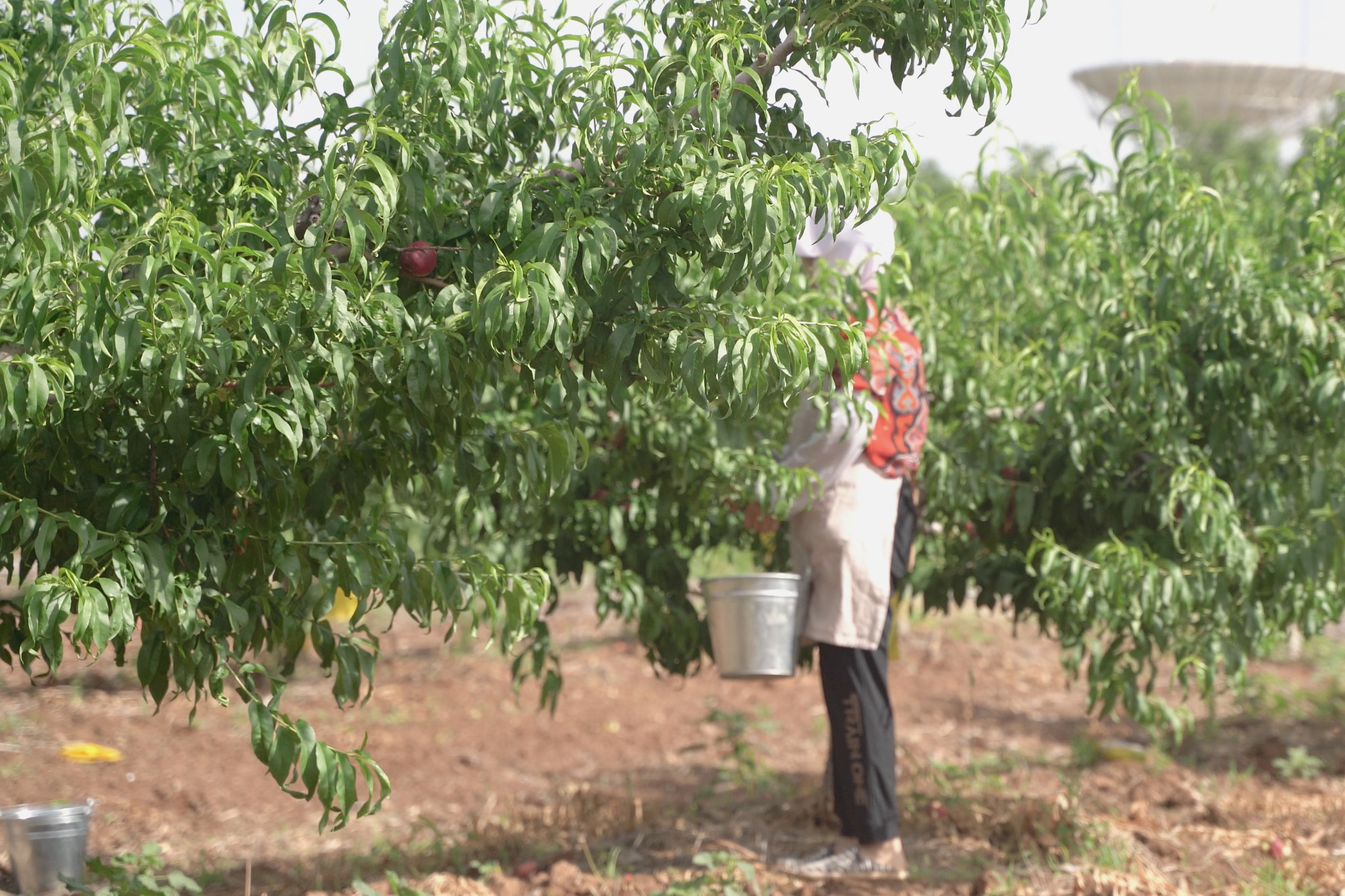 Picking peaches from trees