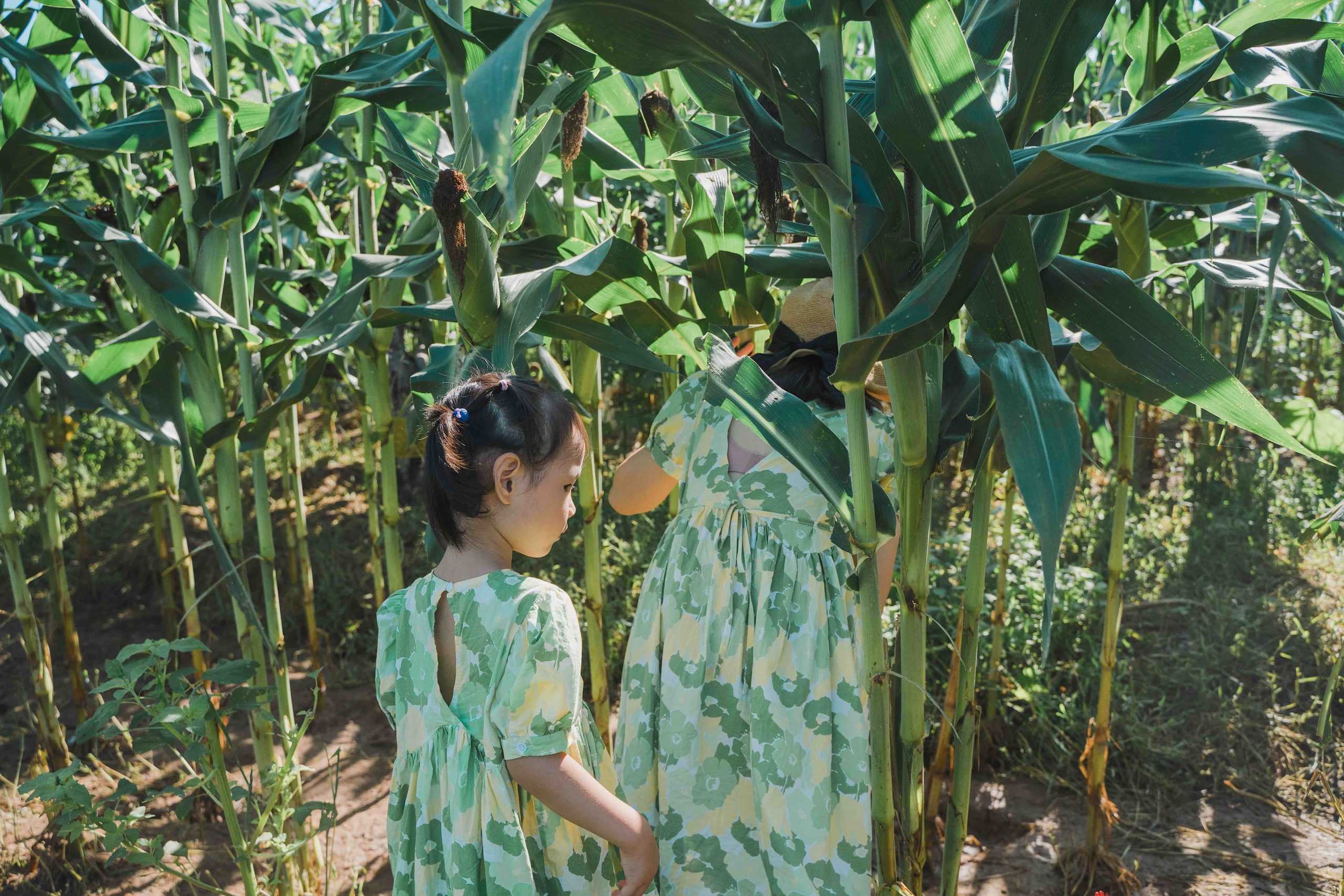 people in a field of corn