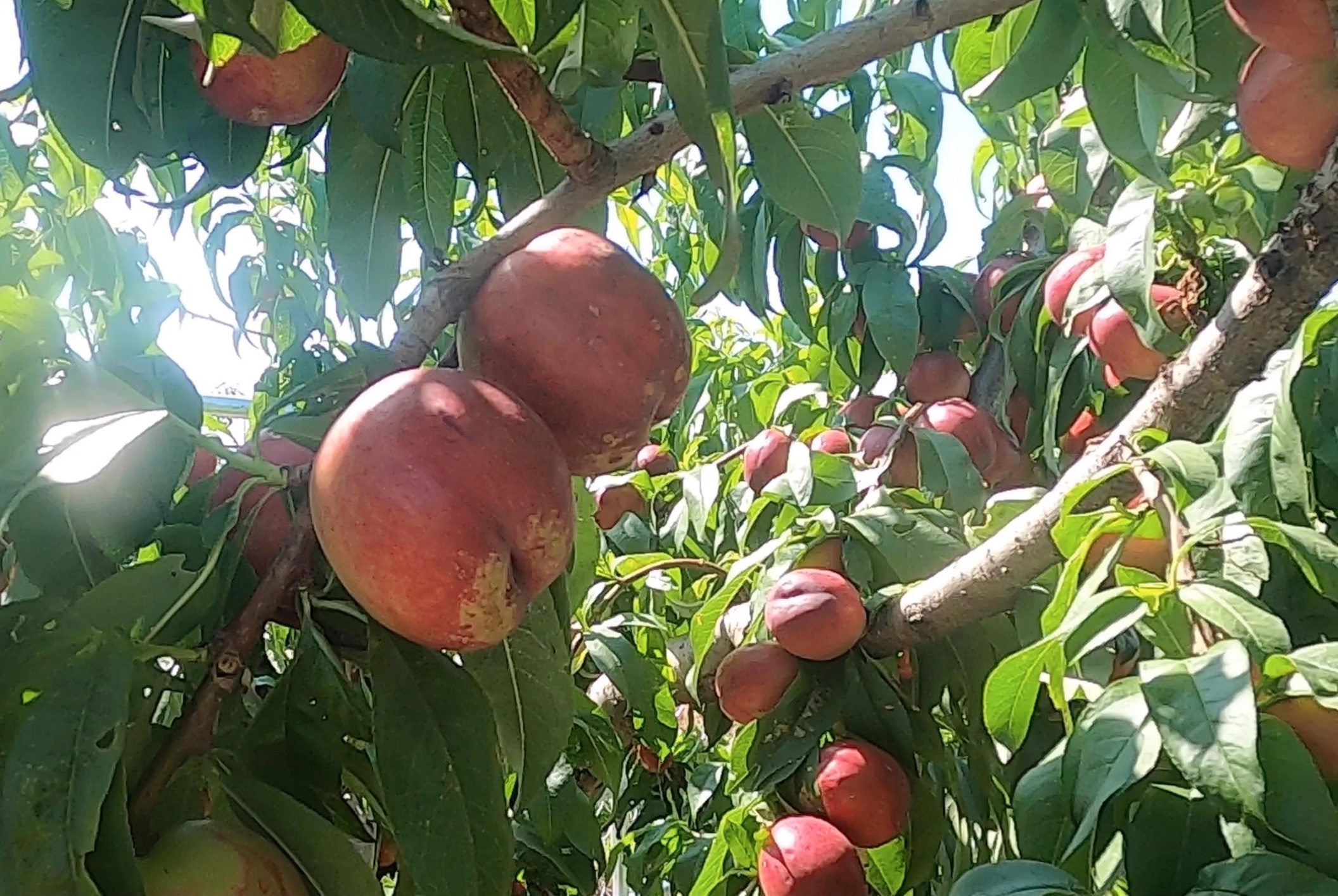 peaches on trees