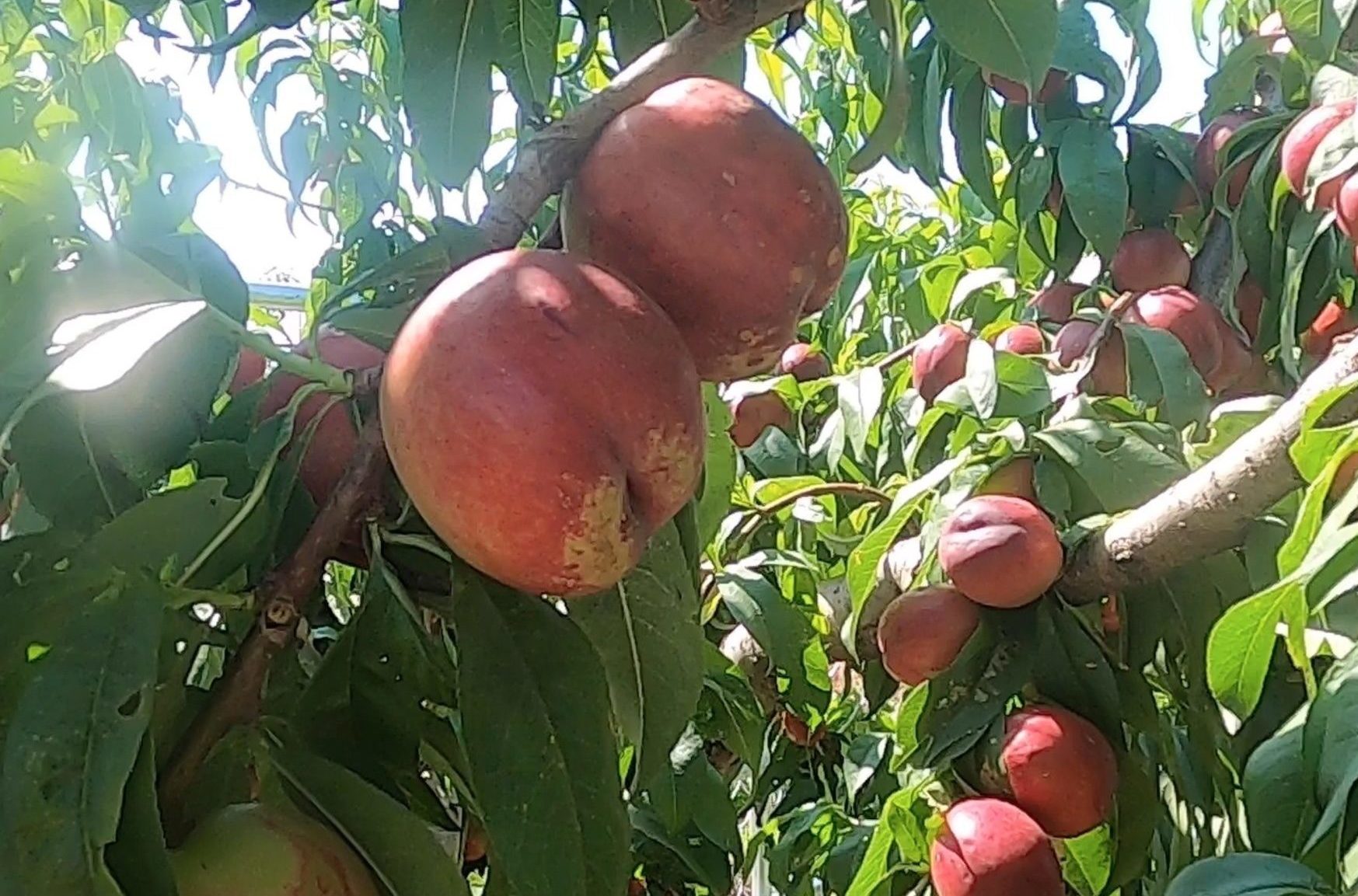 peaches on a tree