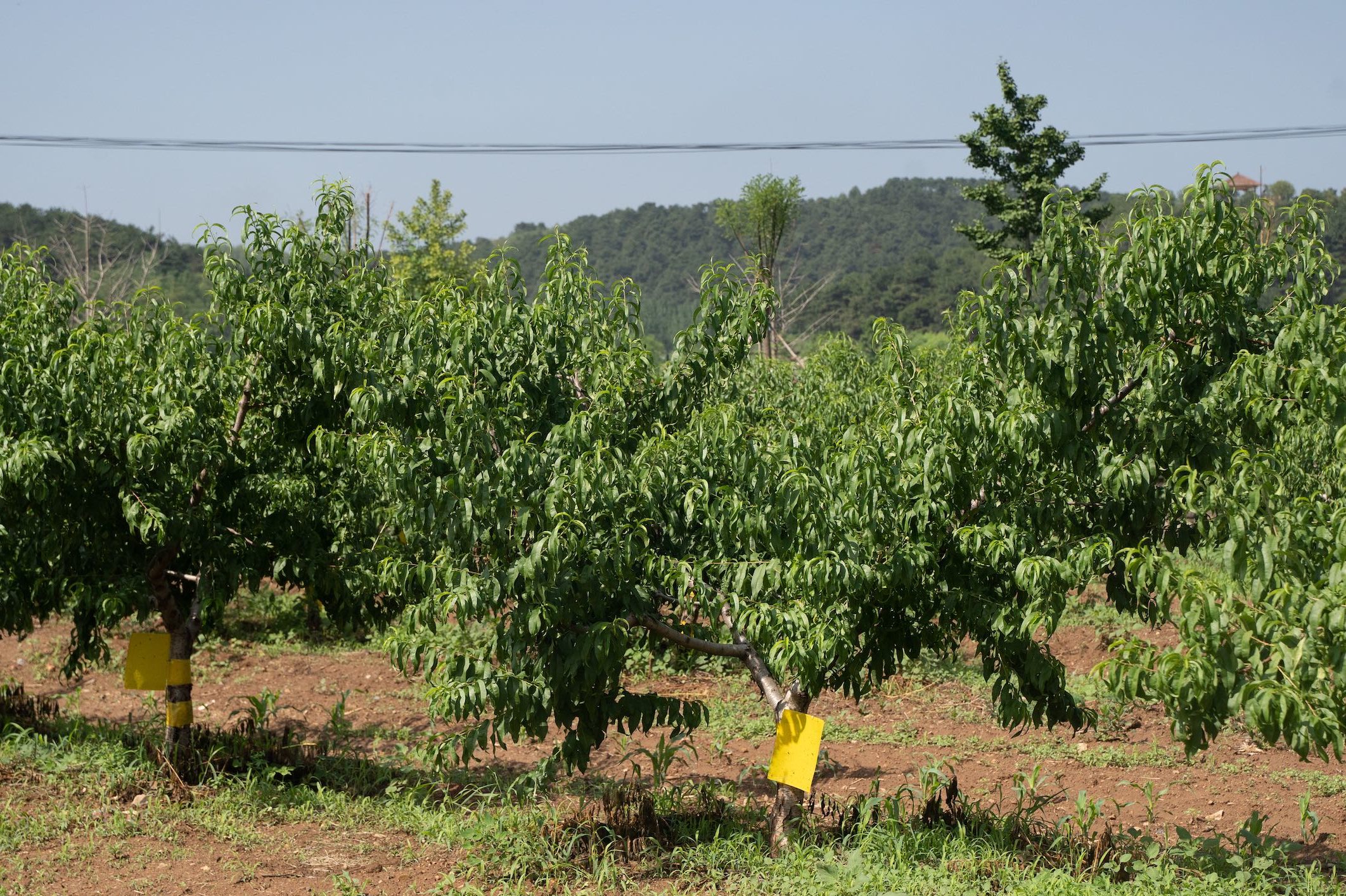peach trees in a farm